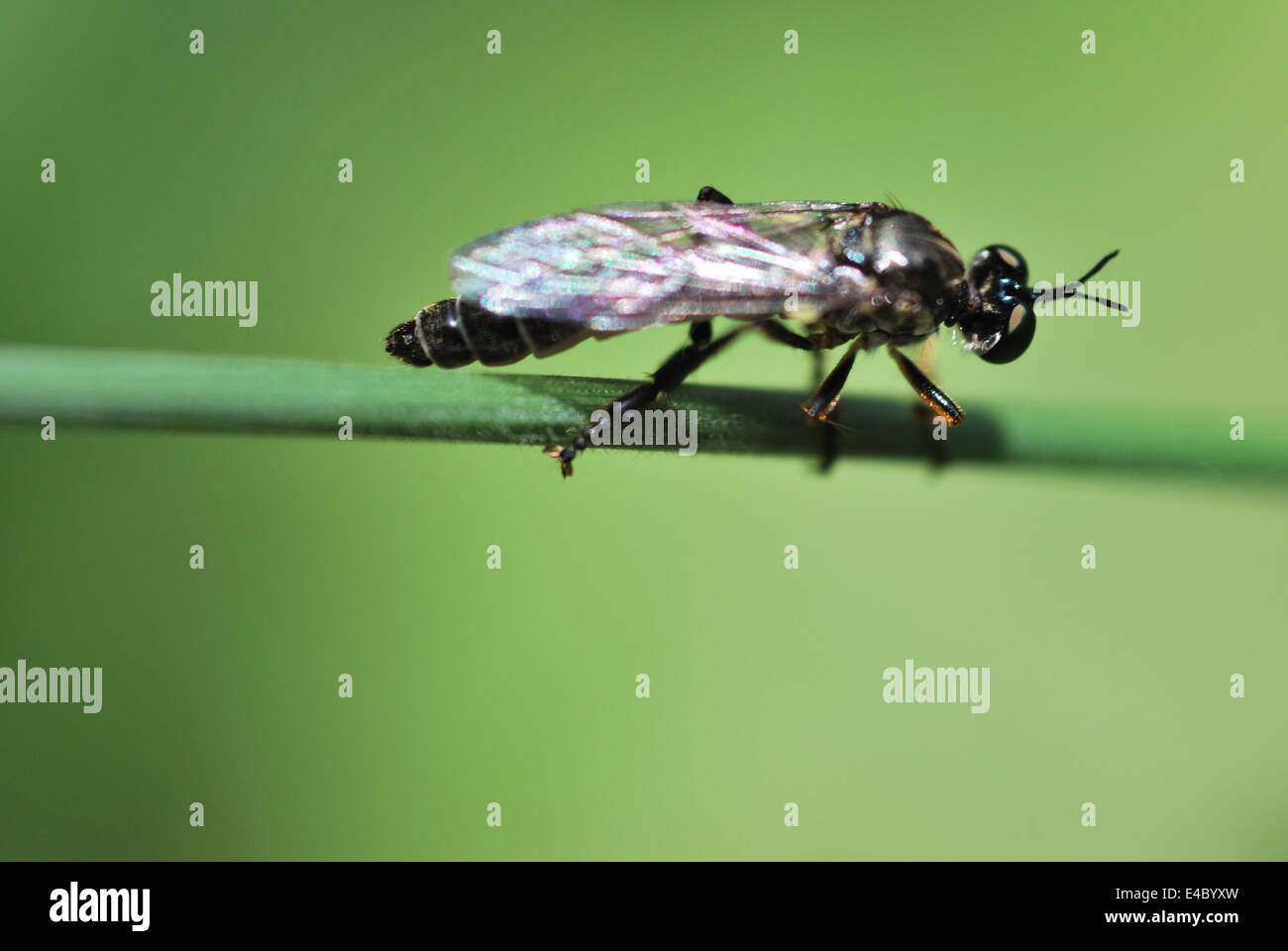 insect on grass blade Stock Photo Alamy