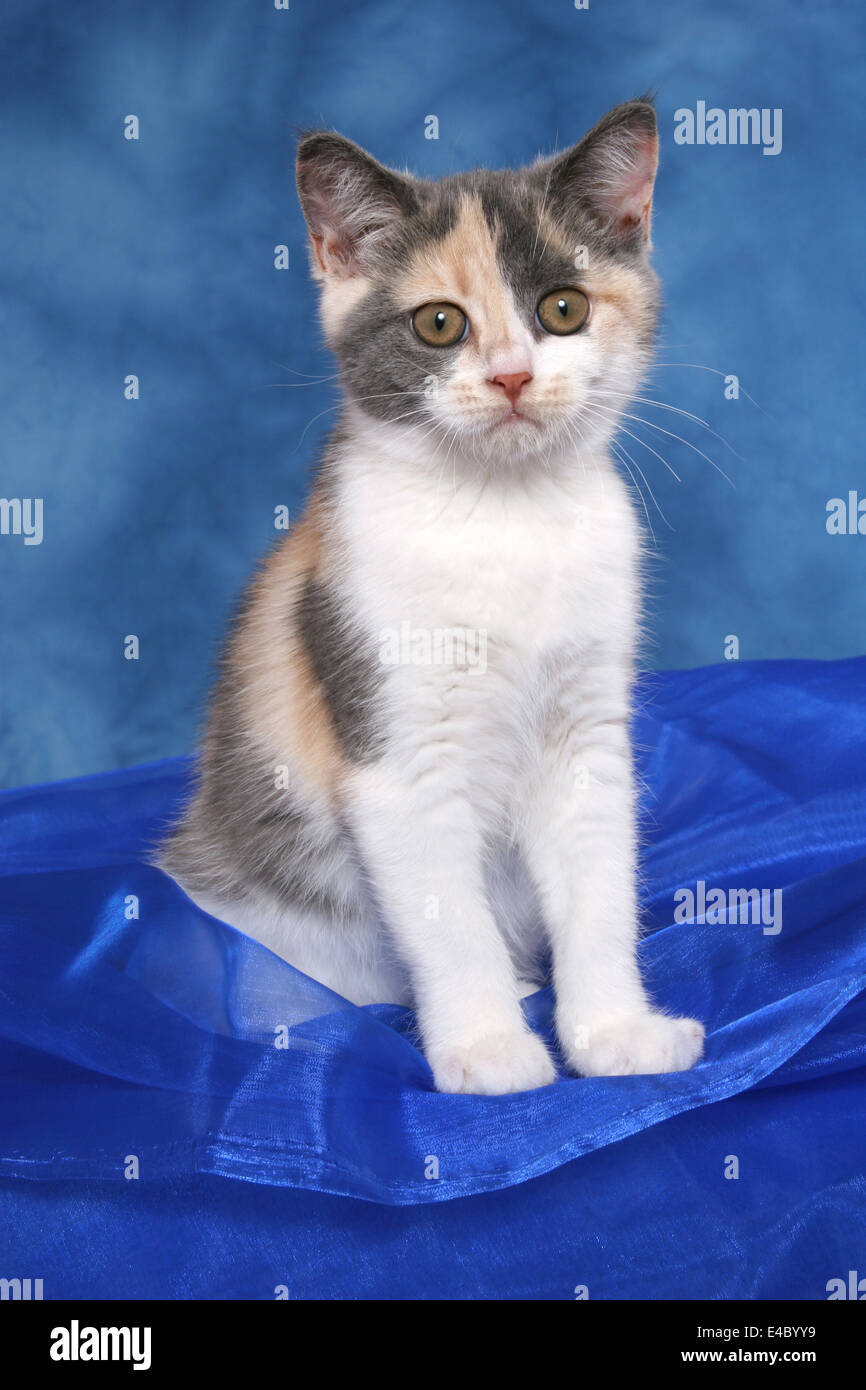 British Shorthair Kitten Stock Photo Alamy