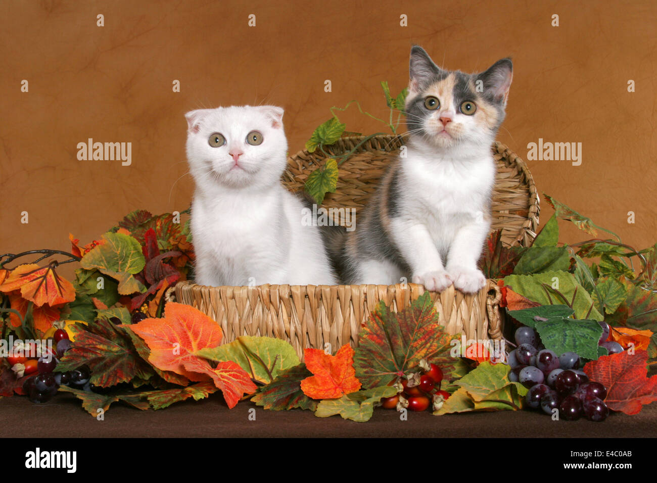 Scottish Fold Cat Kitten British Hi Res Stock Photography And Images Alamy