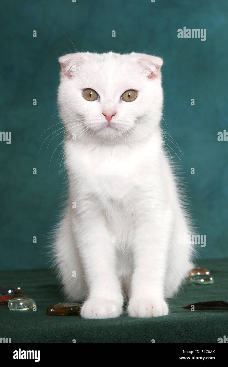 Scottish Fold Kitten Stock Photo
