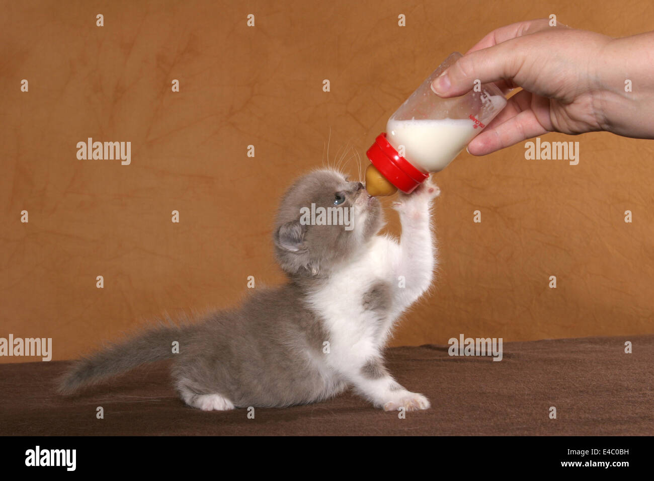 feeding a kitten Stock Photo Alamy