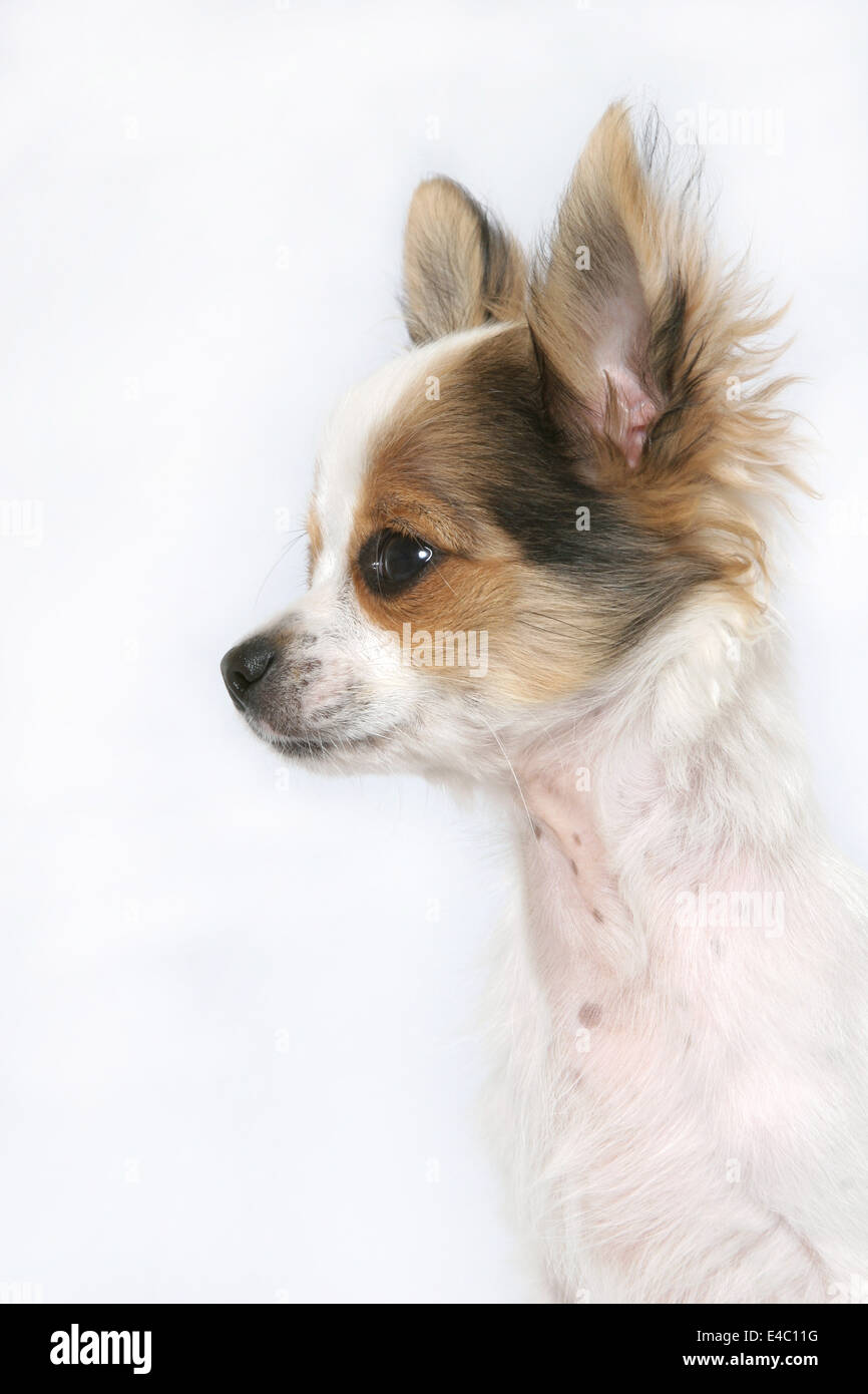 longhaired Chihuahua Stock Photo