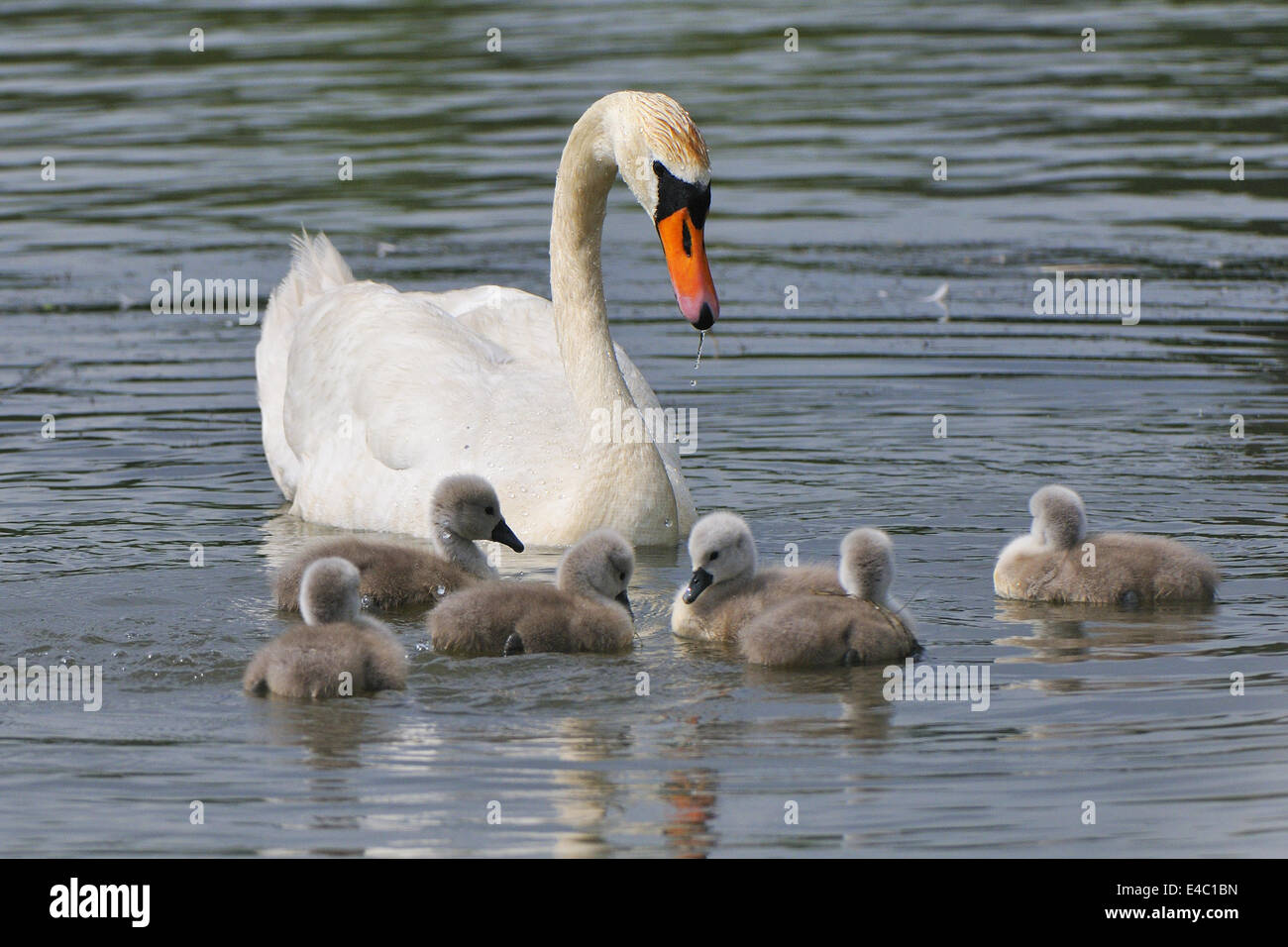 Mute swan with young animals Stock Photo