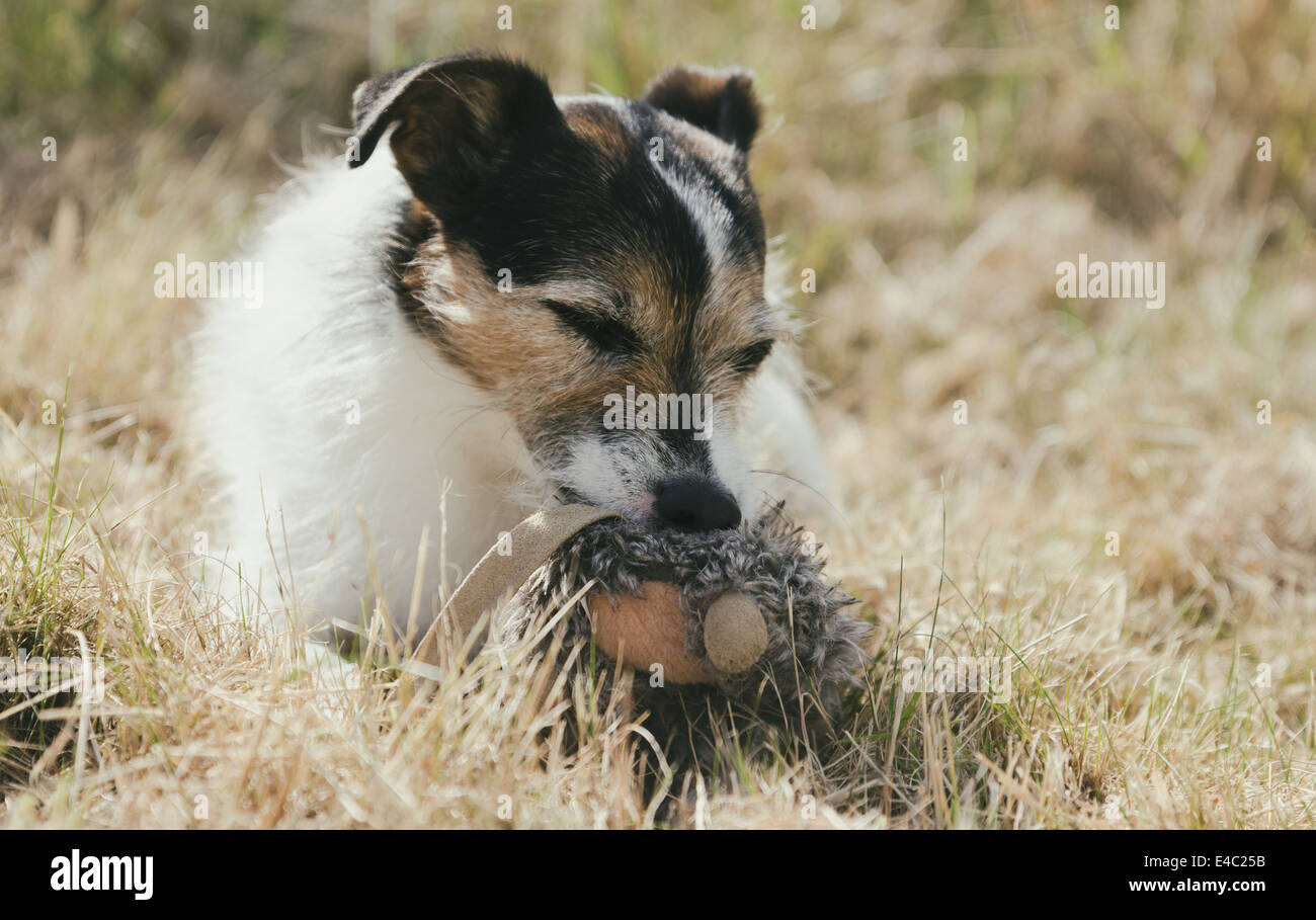 Jack Russell terrier laying in grass and holding a soft toy Stock Photo