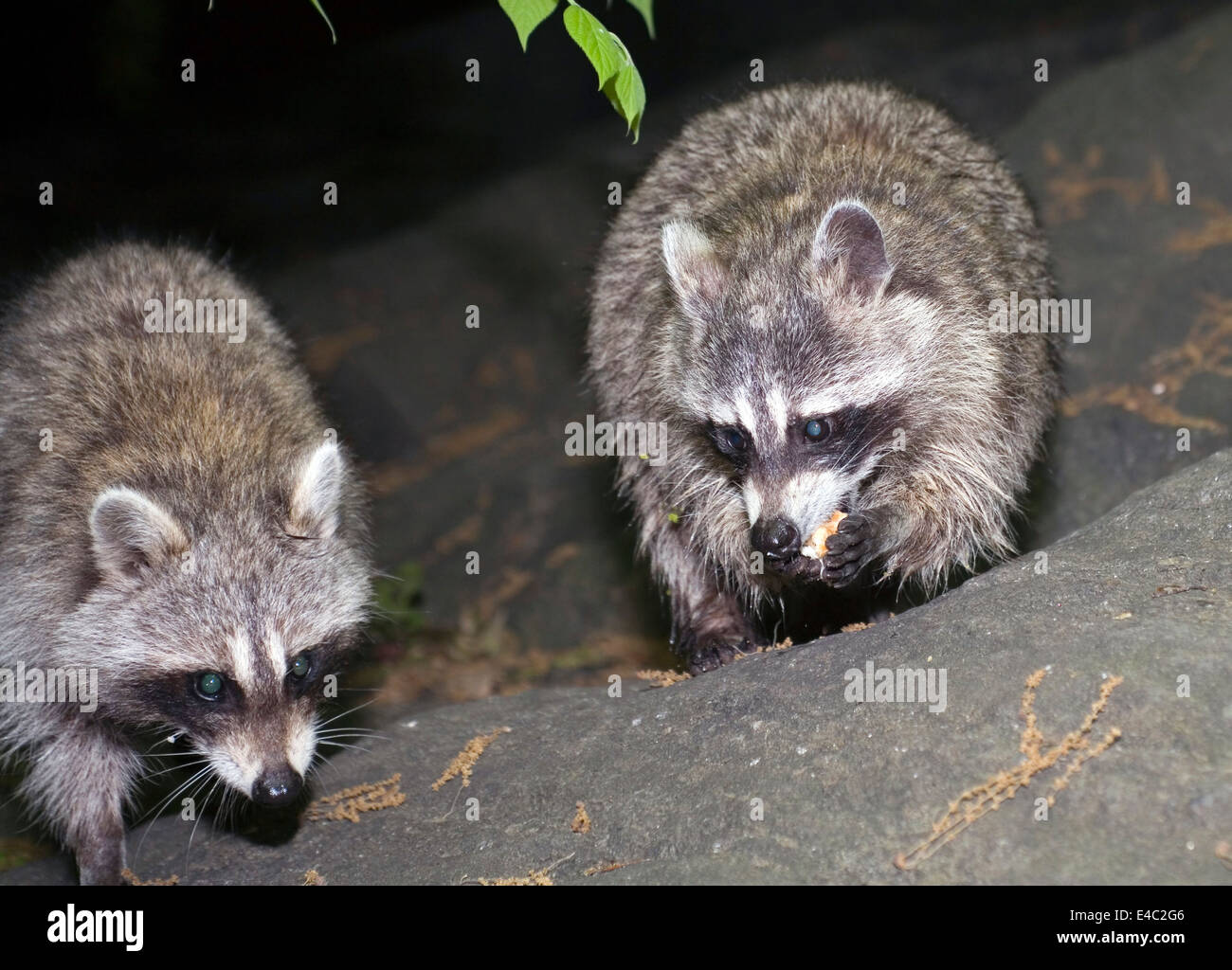 Photo of Raccoons taken at night inside Central Park in New York City