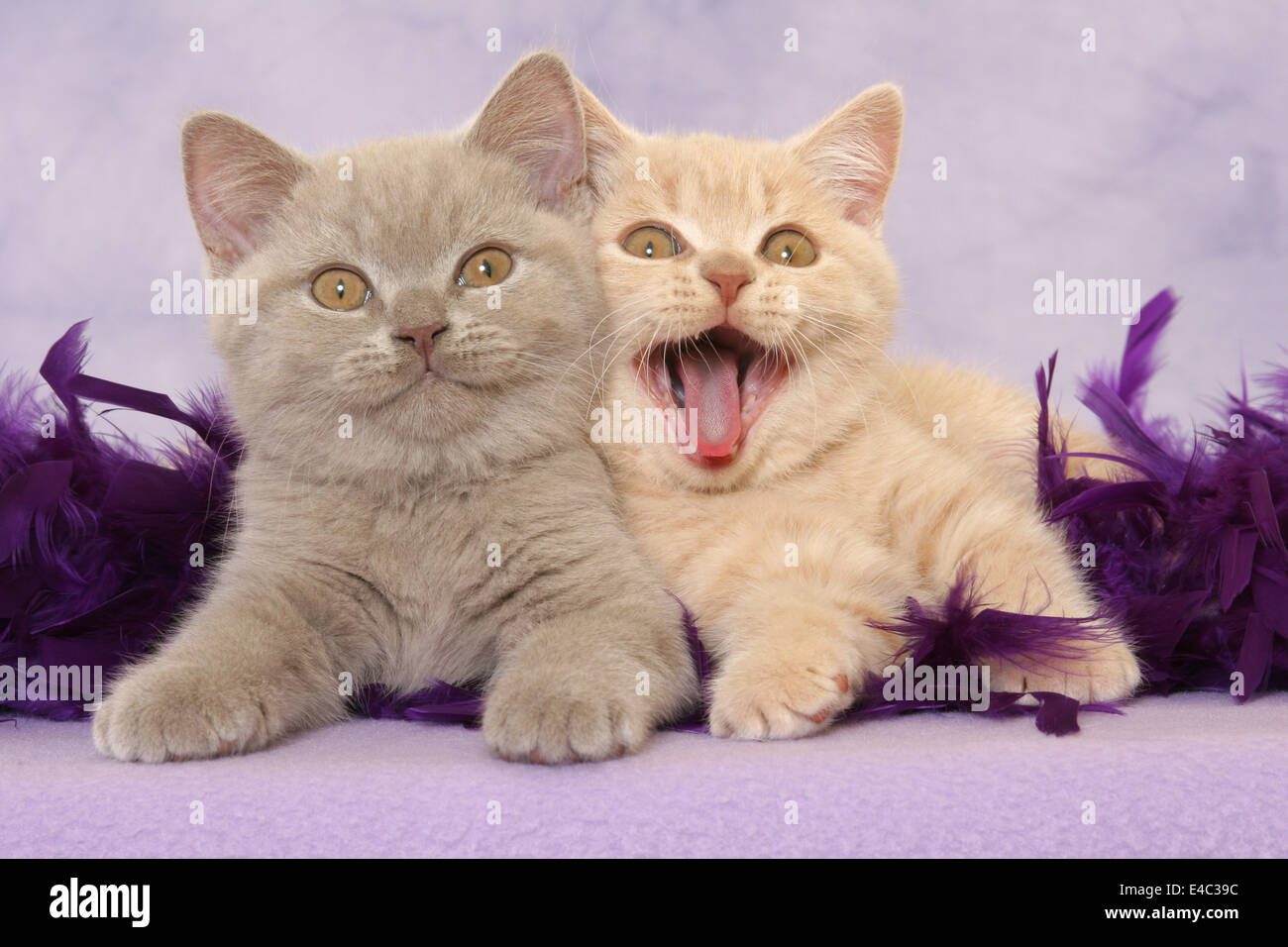 lying British Shorthair kitten Stock Photo