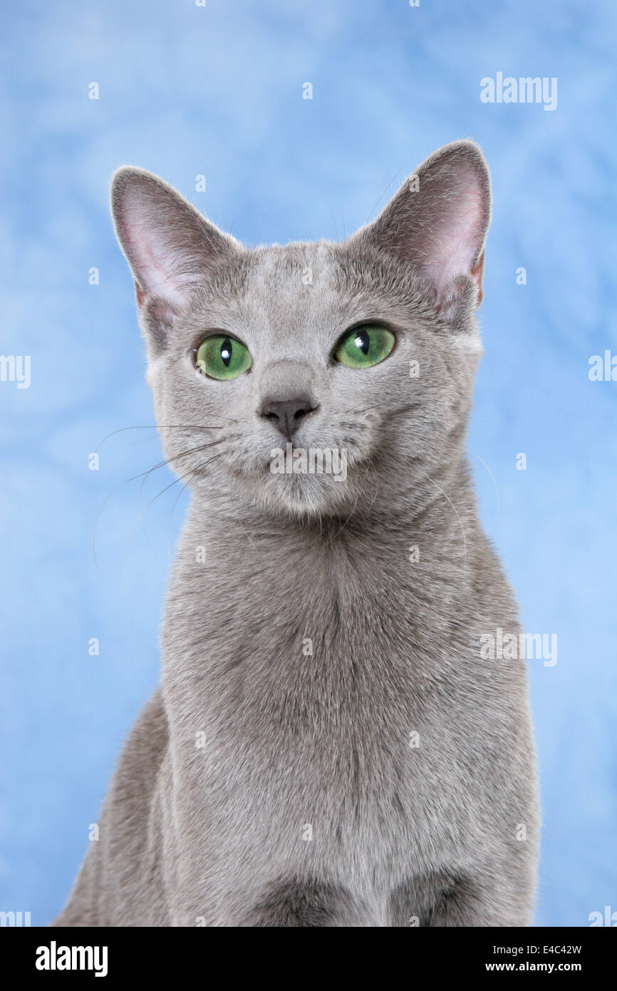 russian blue portrait Stock Photo - Alamy