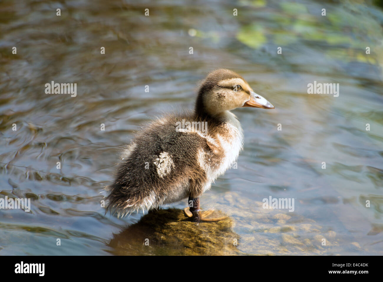 Mallard duckling watching mother Stock Photo