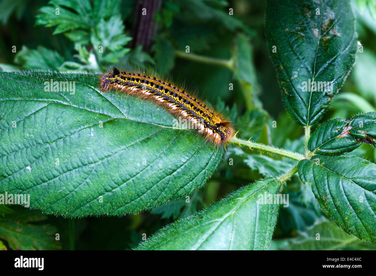 Drinker moth caterpillar. Norfolk Broads England UK Stock Photo