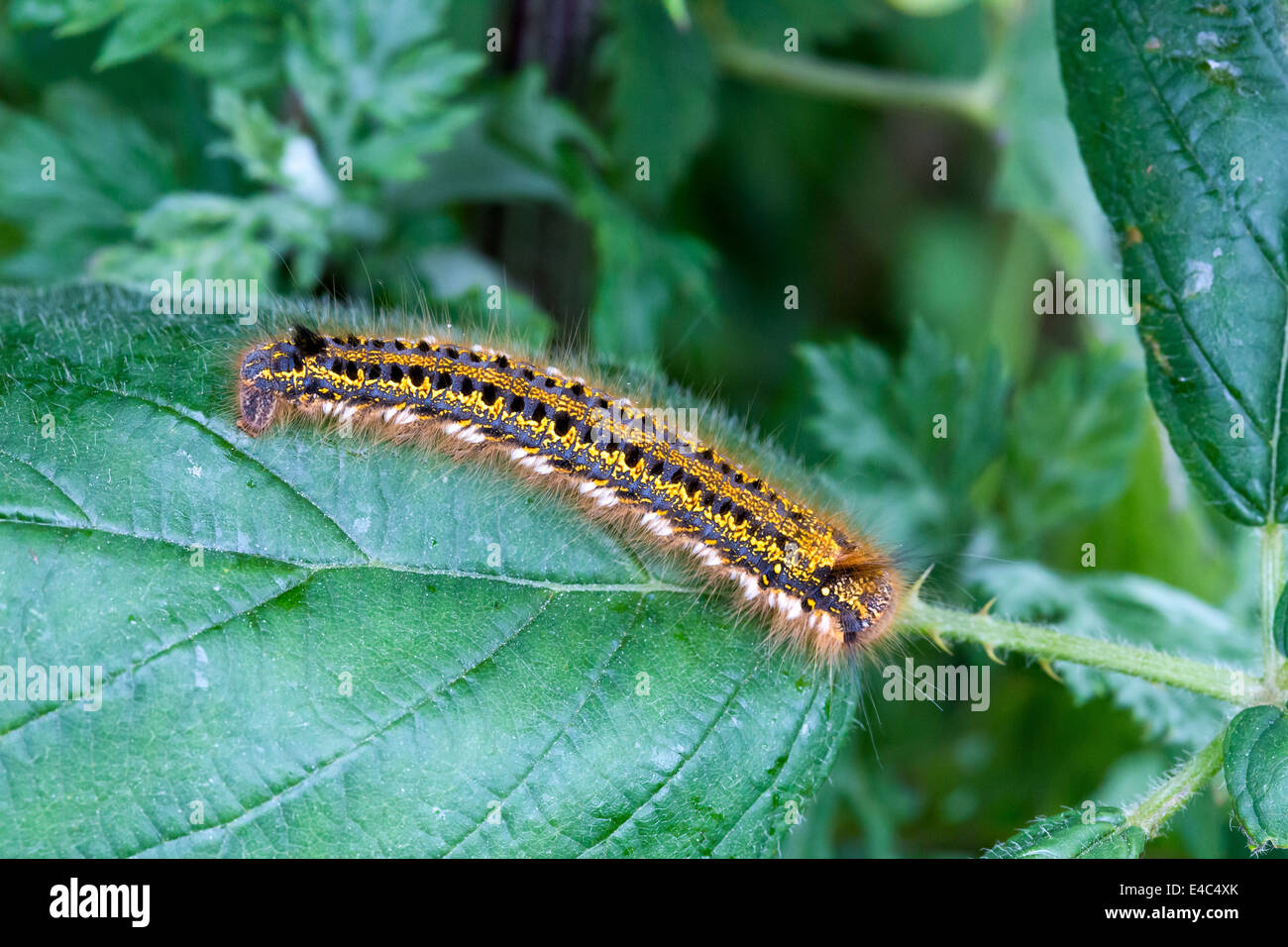 Drinker moth caterpillar. Norfolk Broads England UK Stock Photo