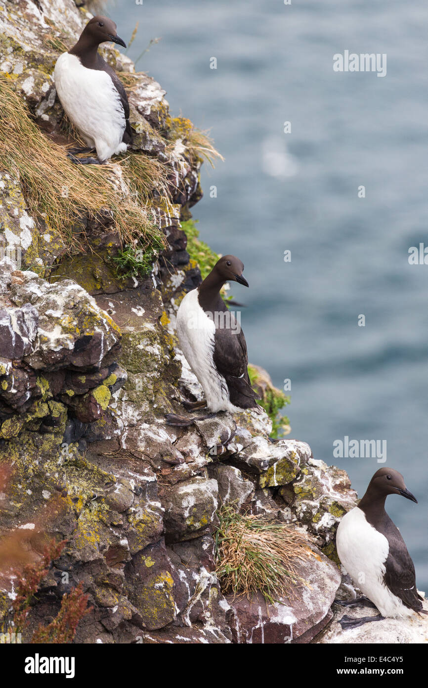 guillemots on cliffs edge. Crawton N.E.Scotland. Stock Photo