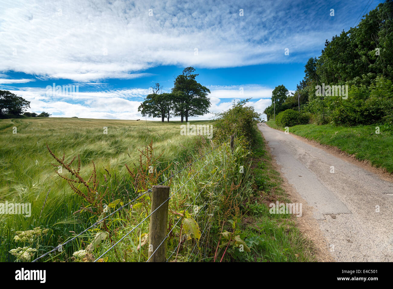 A country lane leading alongside fields of ripening barley on Gribbin Head near St Austell in Cornwall Stock Photo
