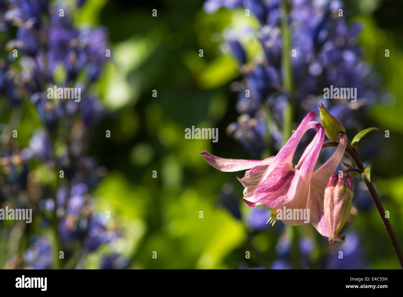 Garden Flower pink Stock Photo - Alamy