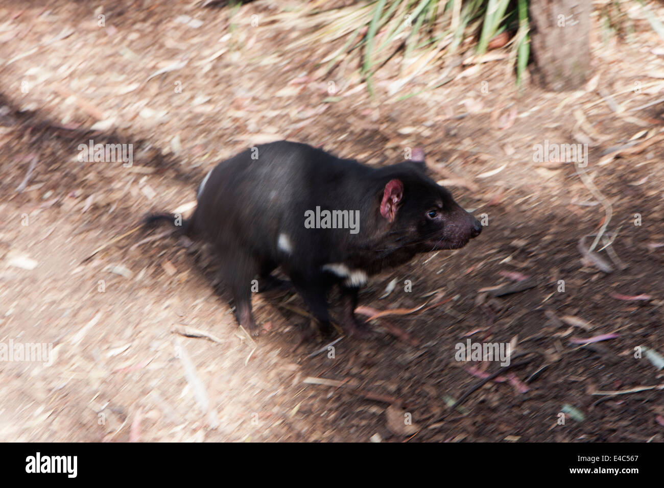Running Tasmanian Devil Stock Photo - Alamy
