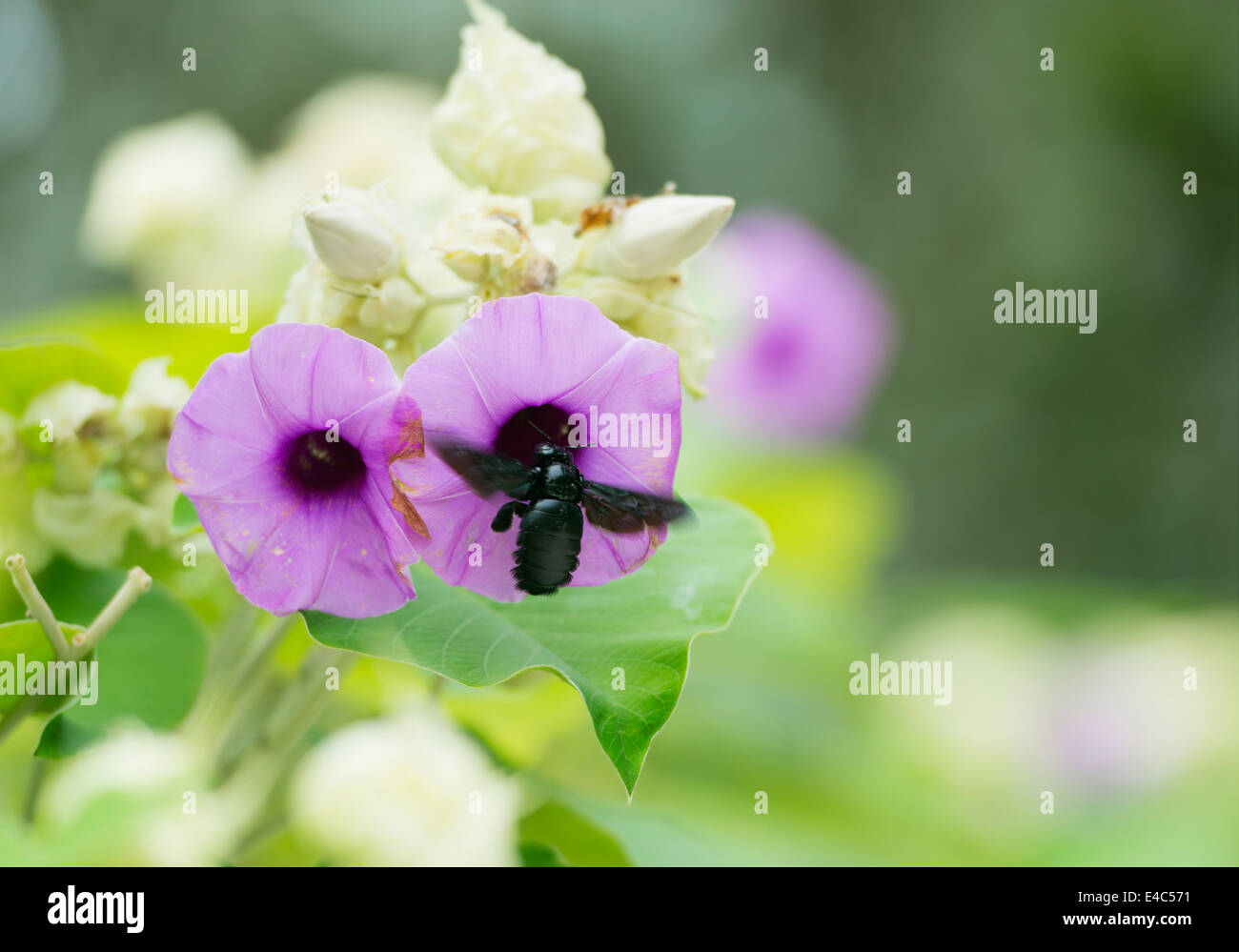 South East Asia, Singapore, Southern Ridges, Melastoma malabathricum flower with a carpenter bee Stock Photo