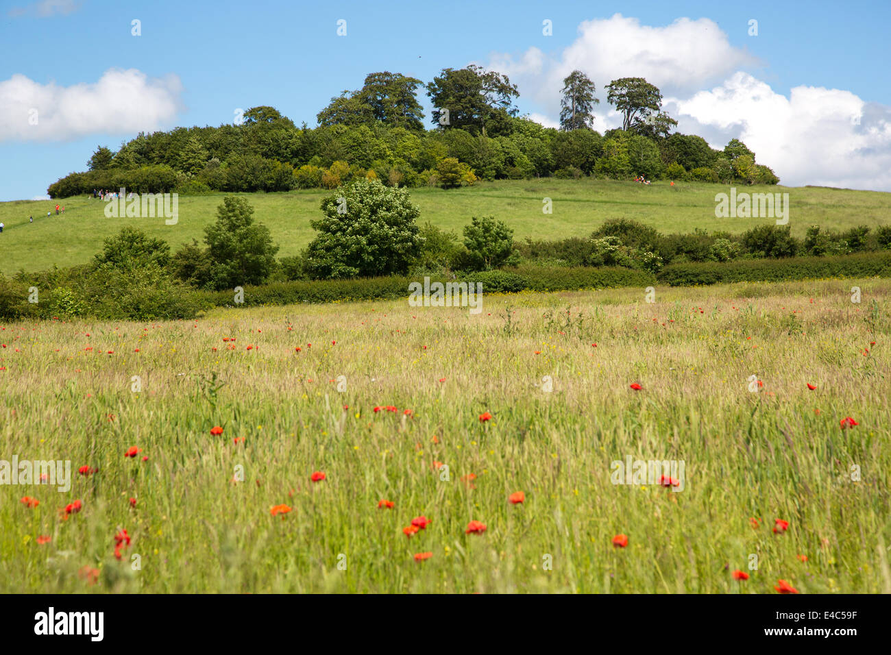 Wittenham Clumps, Oxfordshire UK Stock Photo Alamy