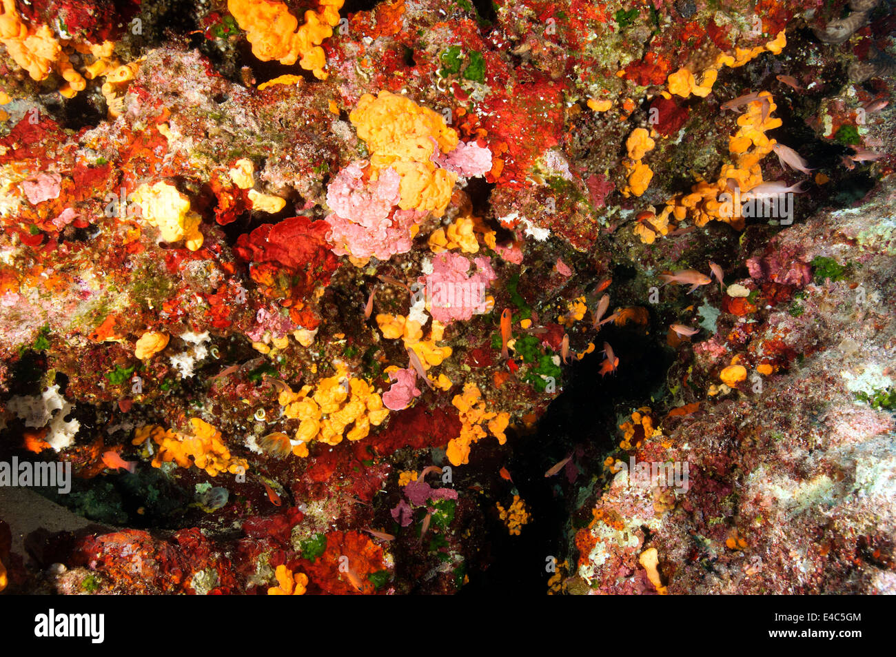 Coralline algae and sponge habitat in Gökova Bay Marine Protected Area Turkey Stock Photo