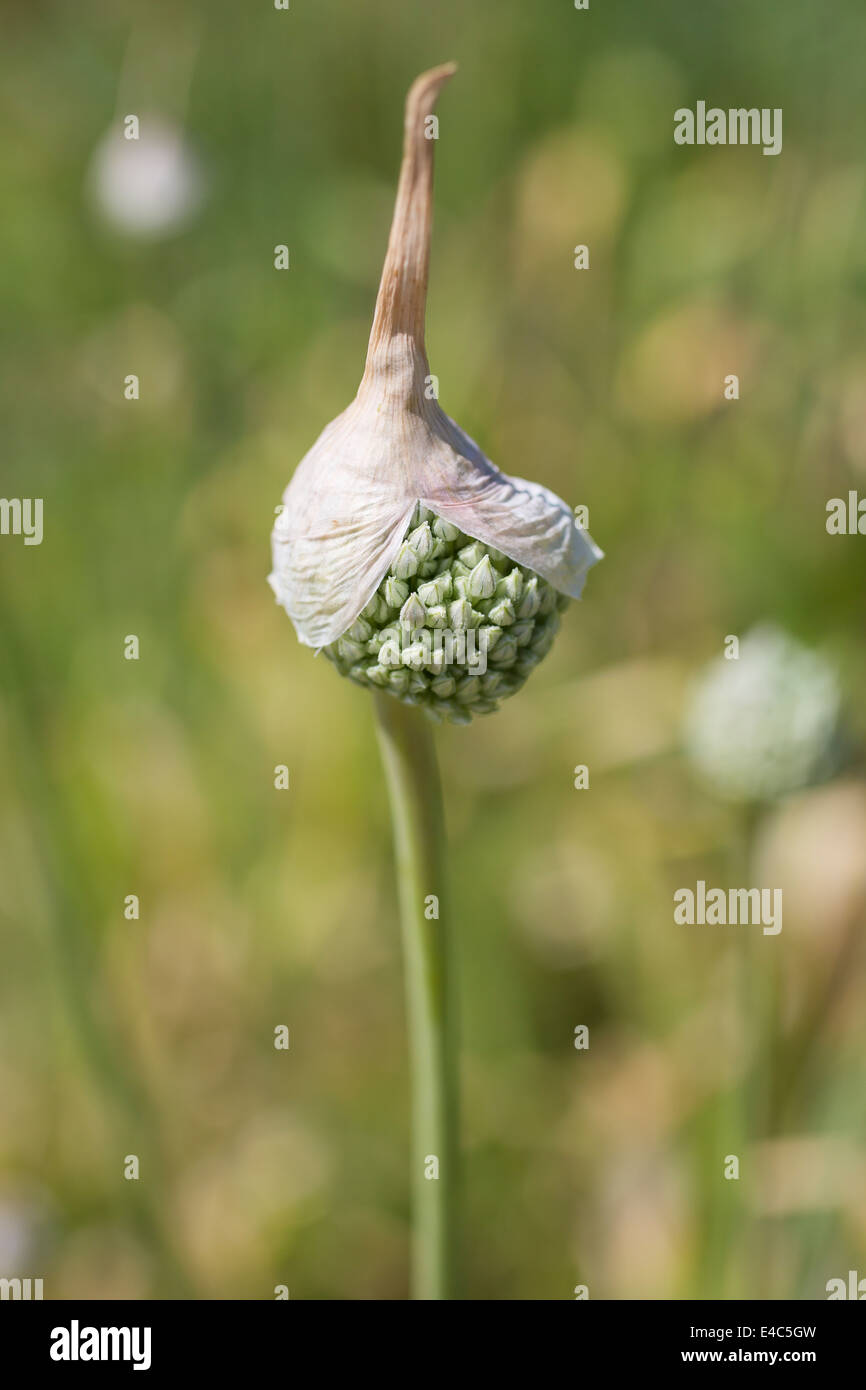 Flower of a garlic plant on a sunny summer day against a clear grass