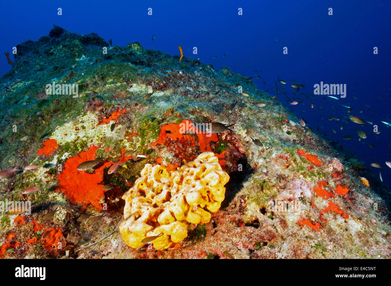 Coralline algae and sponge habitat in Gökova Bay Marine Protected Area Turkey Stock Photo