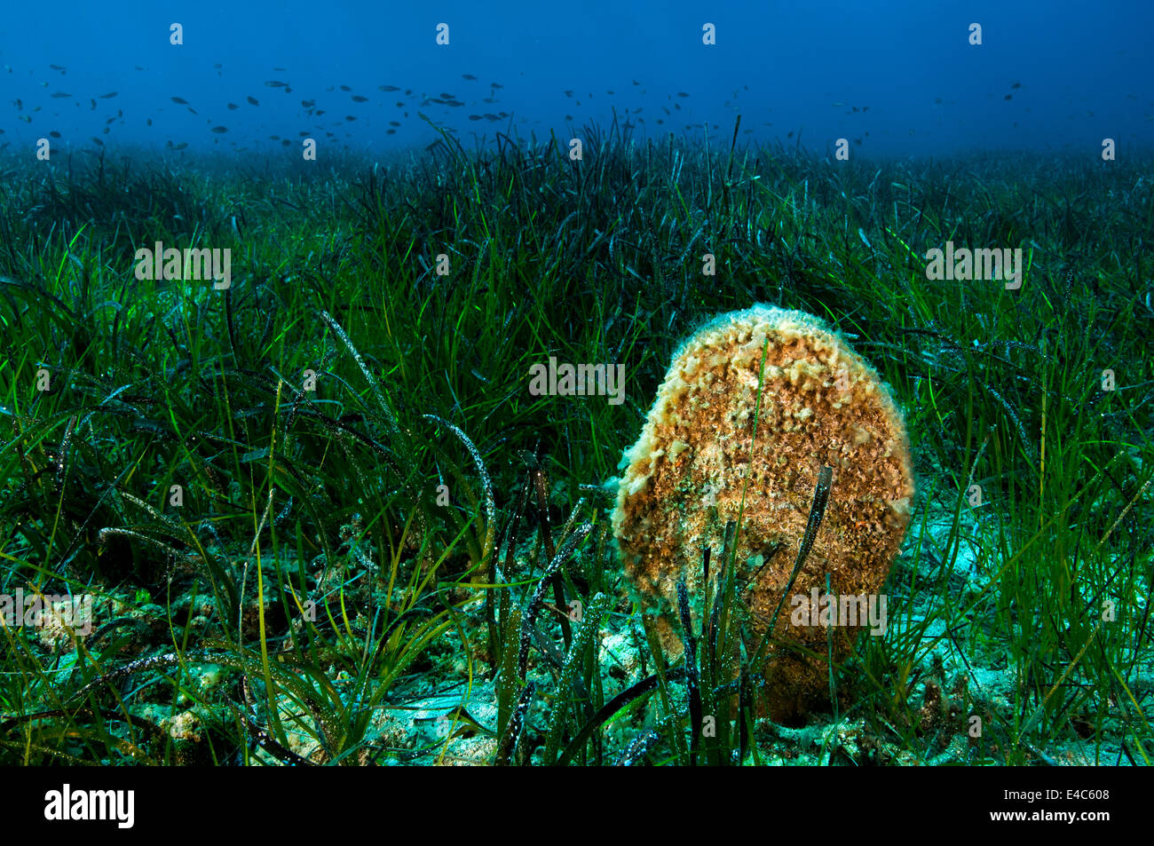 Pina shell, Pina nobilis, and healthy sea grasses, Posidonia oceanica, in Gökova Bay Turkey