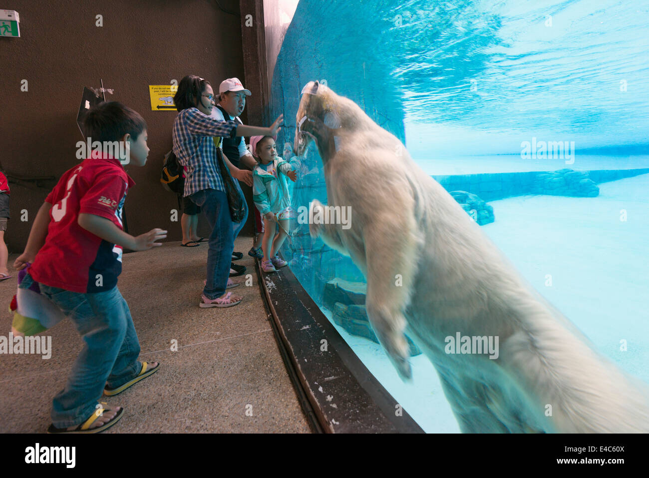 South East Asia, Singapore, Singapore zoo, polar bear (Ursus maritimus) Stock Photo