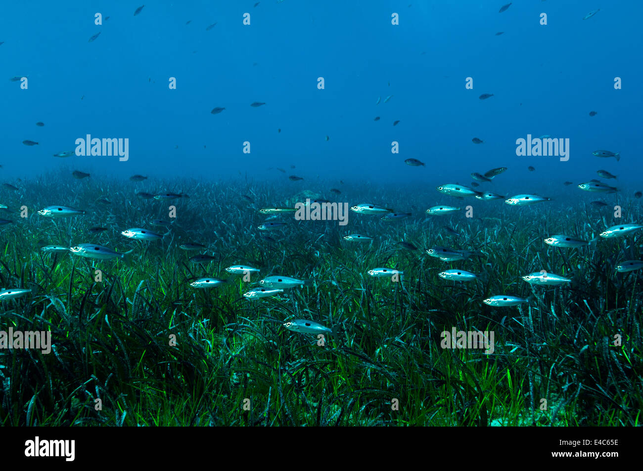 Blotched picarels, Spicara maena, and healthy sea grasses, Posidonia oceanica, in Gökova Bay Turkey Stock Photo