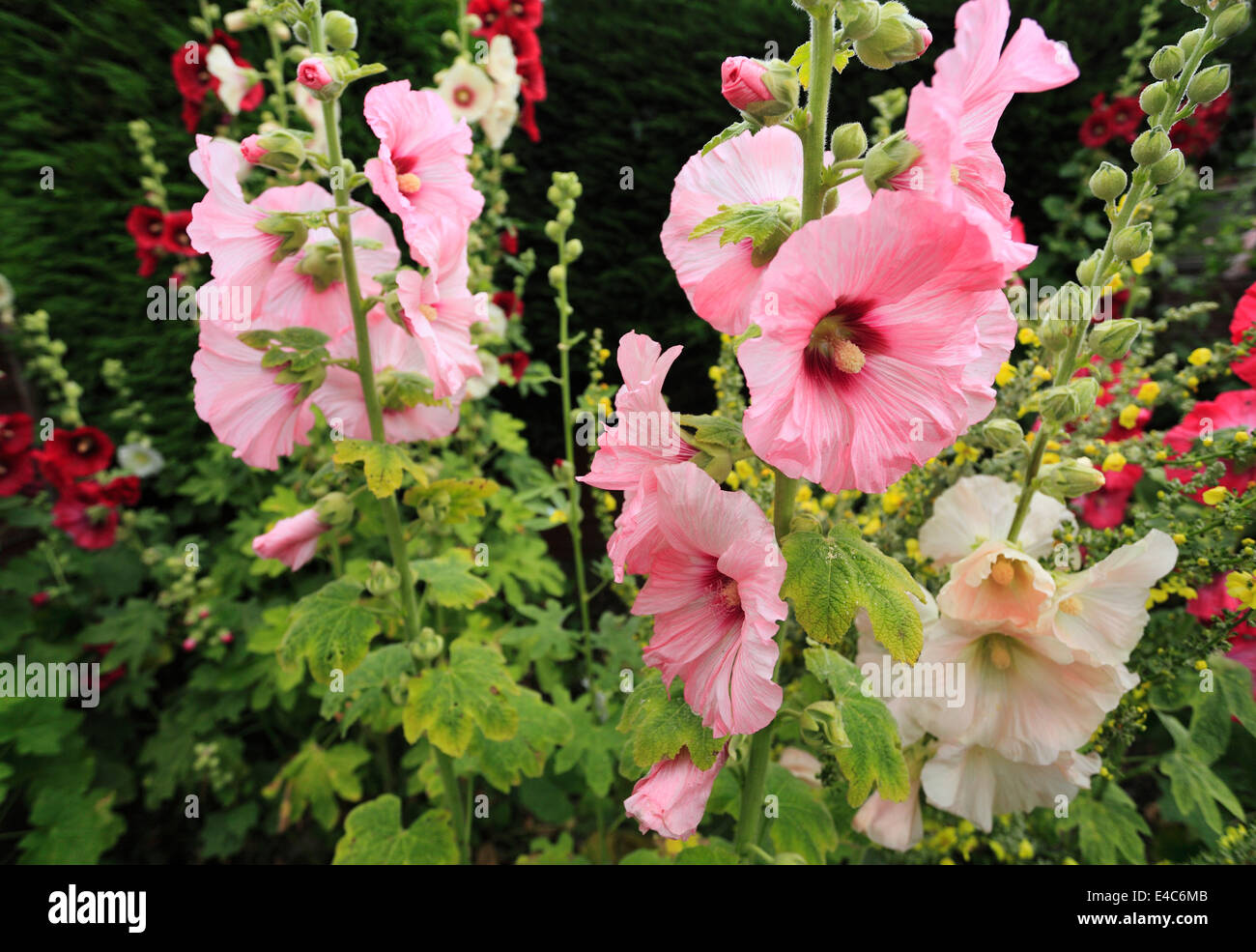 English summer plants hi-res stock photography and images - Alamy