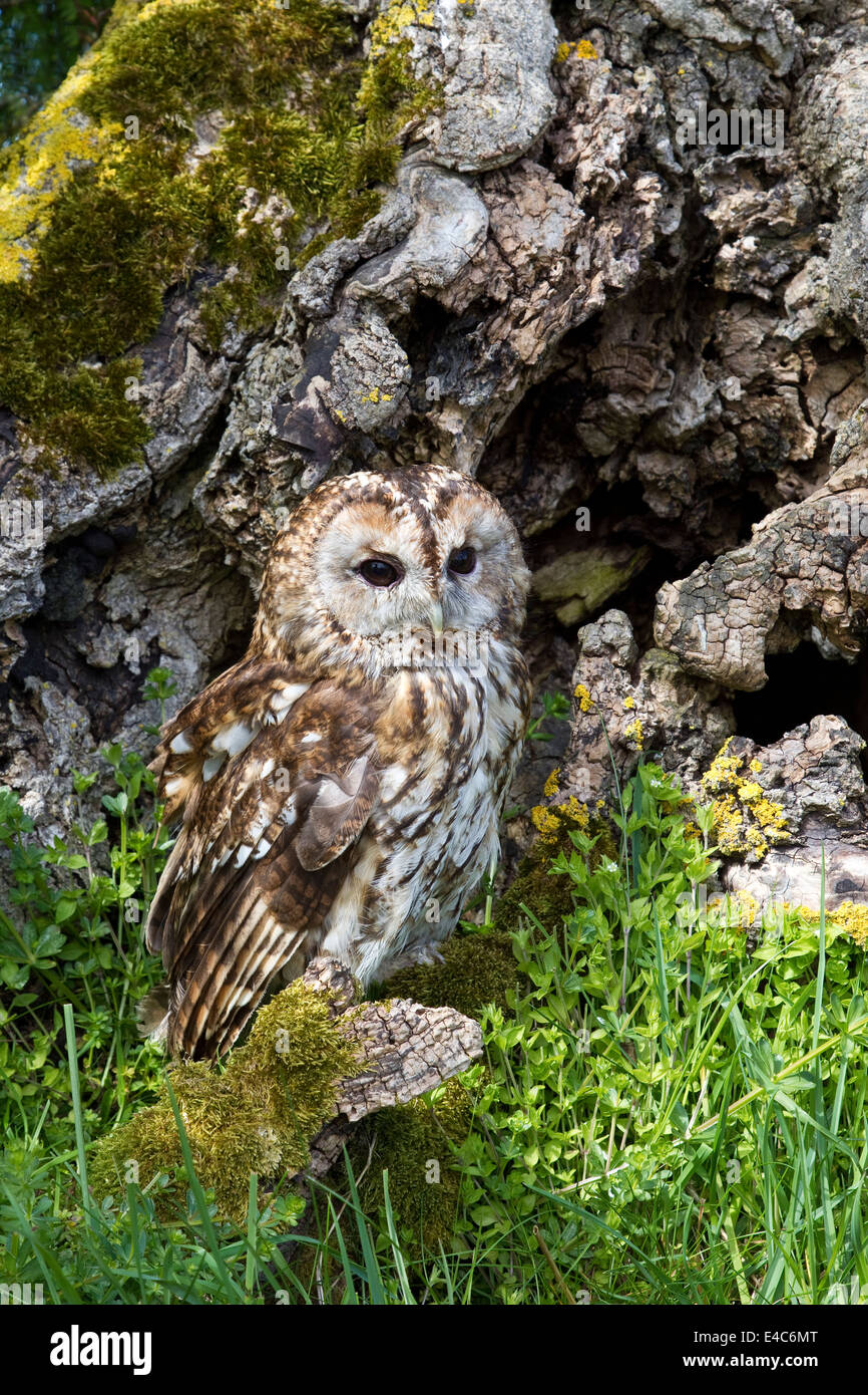 Tawny Owl Strix aluco perched at the base of a large tree taken under controlled conditions Stock Photo