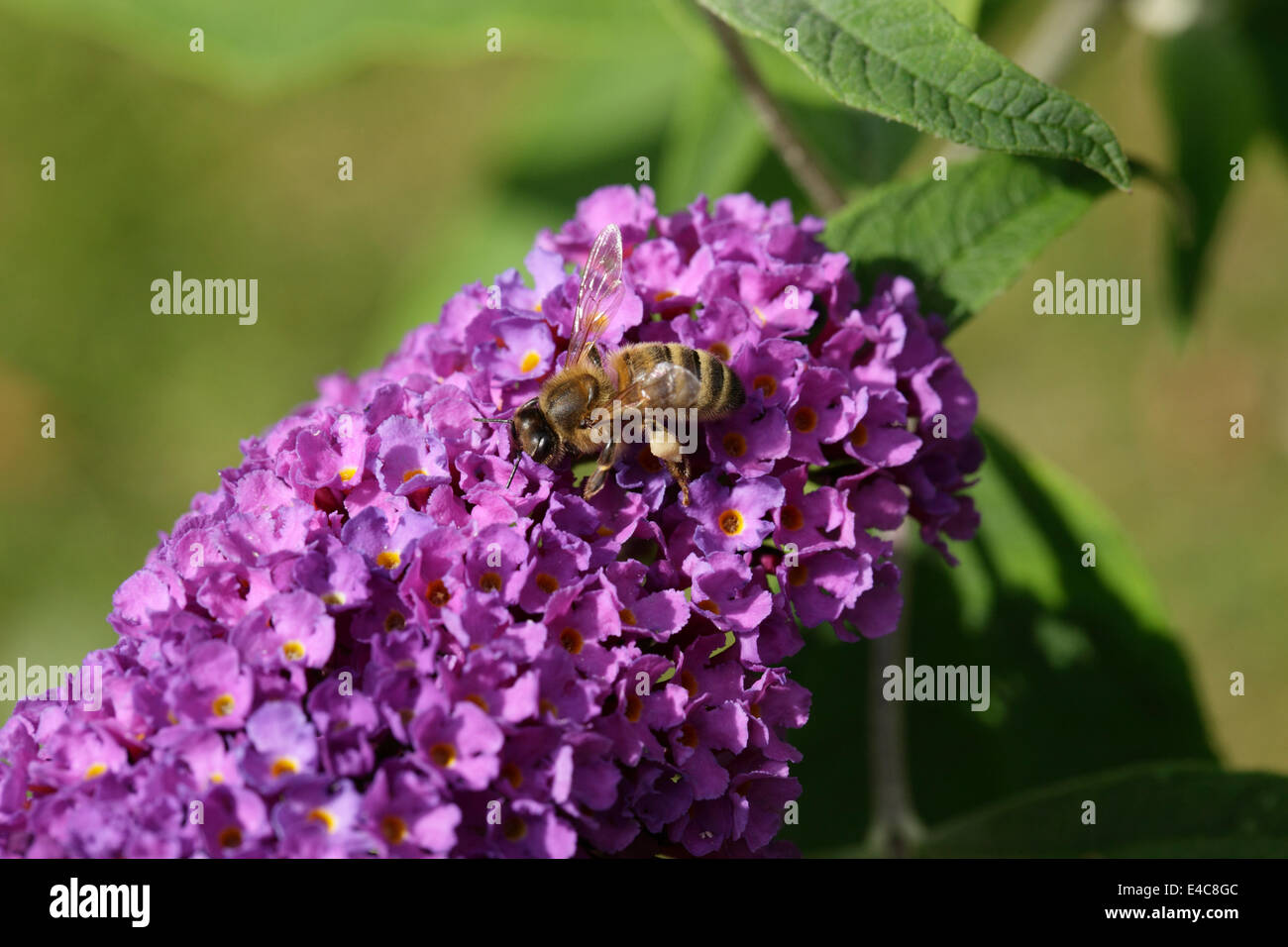Honey bee on buddleia flower spike. Pollen basket clearly visible. Stock Photo