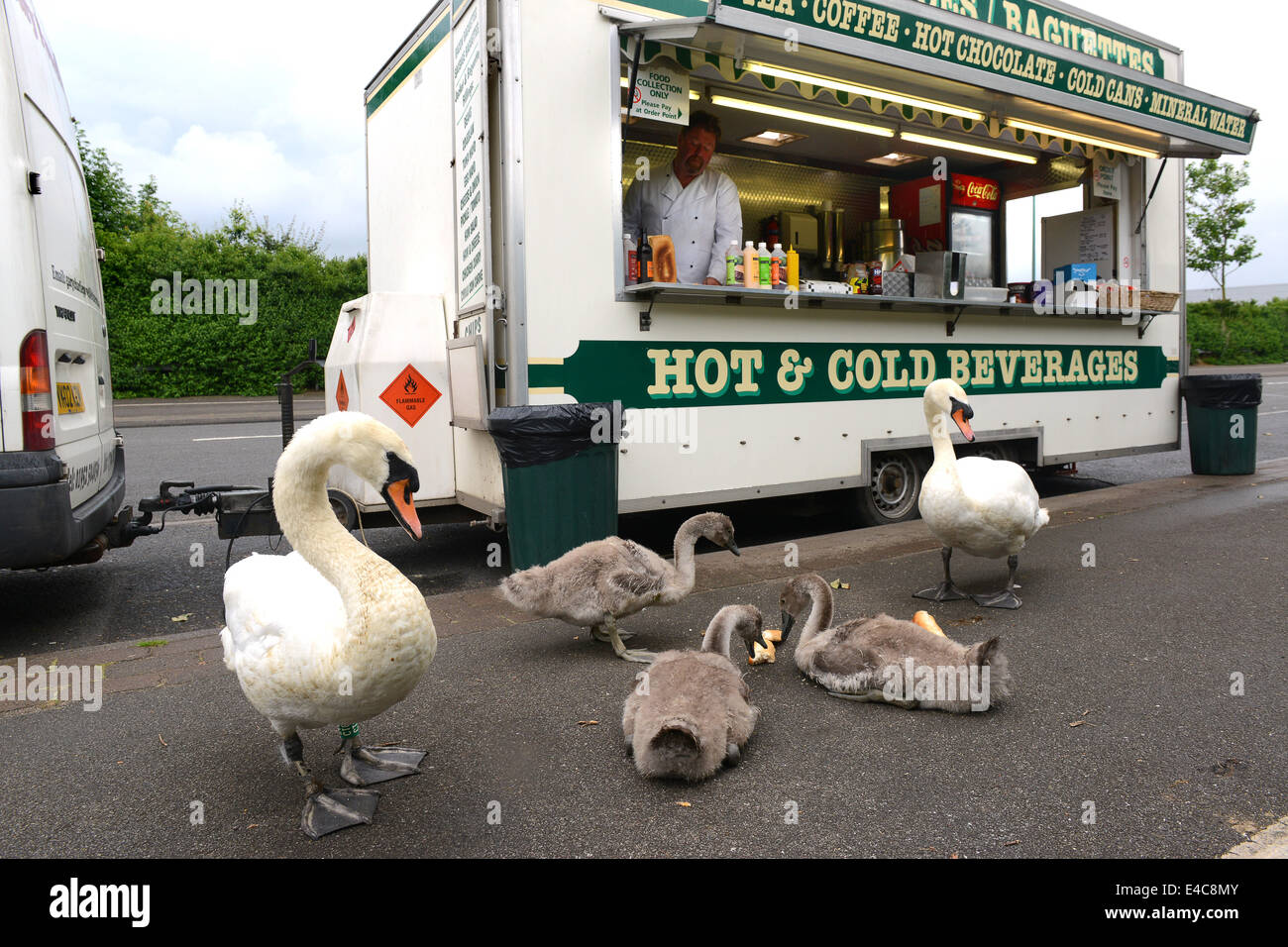 Swans feeling peckish! Roadside caterer Gary Powell feeding his best customers a family of five swans. They started coming to his diner just over a week ago and now they appear three times a day which is eating unto Gary's profits as they never carry any cash. Credit:  David Bagnall/Alamy Live News Stock Photo