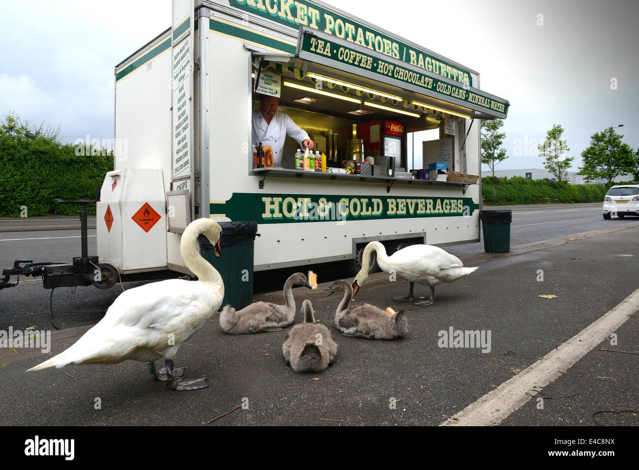Swans feeling peckish! Roadside caterer Gary Powell feeding his best customers a family of five swans. They started coming to his diner just over a week ago and now they appear three times a day which is eating unto Gary's profits as they never carry any cash. Credit:  David Bagnall/Alamy Live News Stock Photo