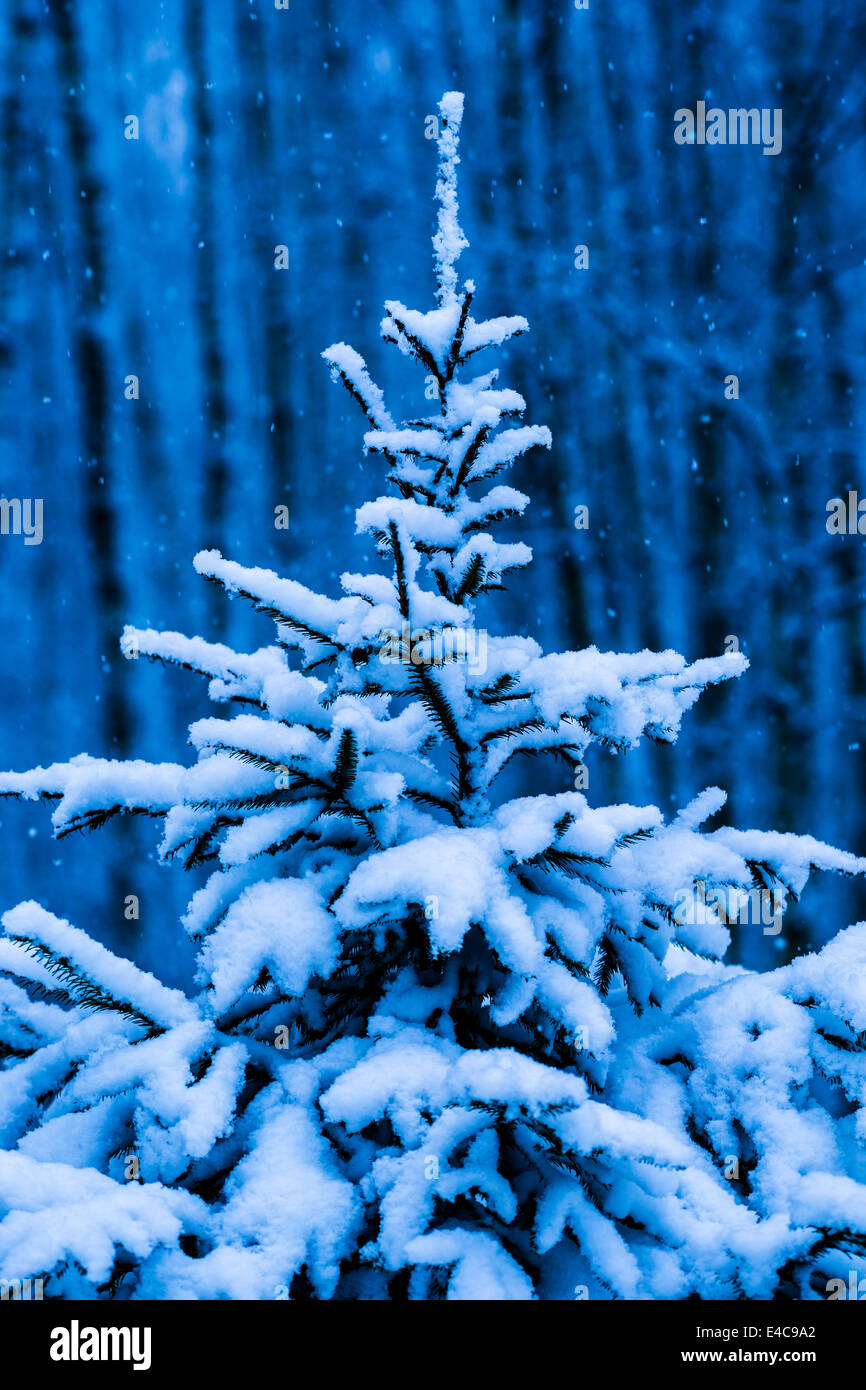 Snow covered Christmas tree against blue background of dark winter