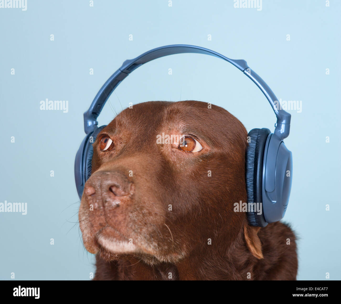 dog headphones