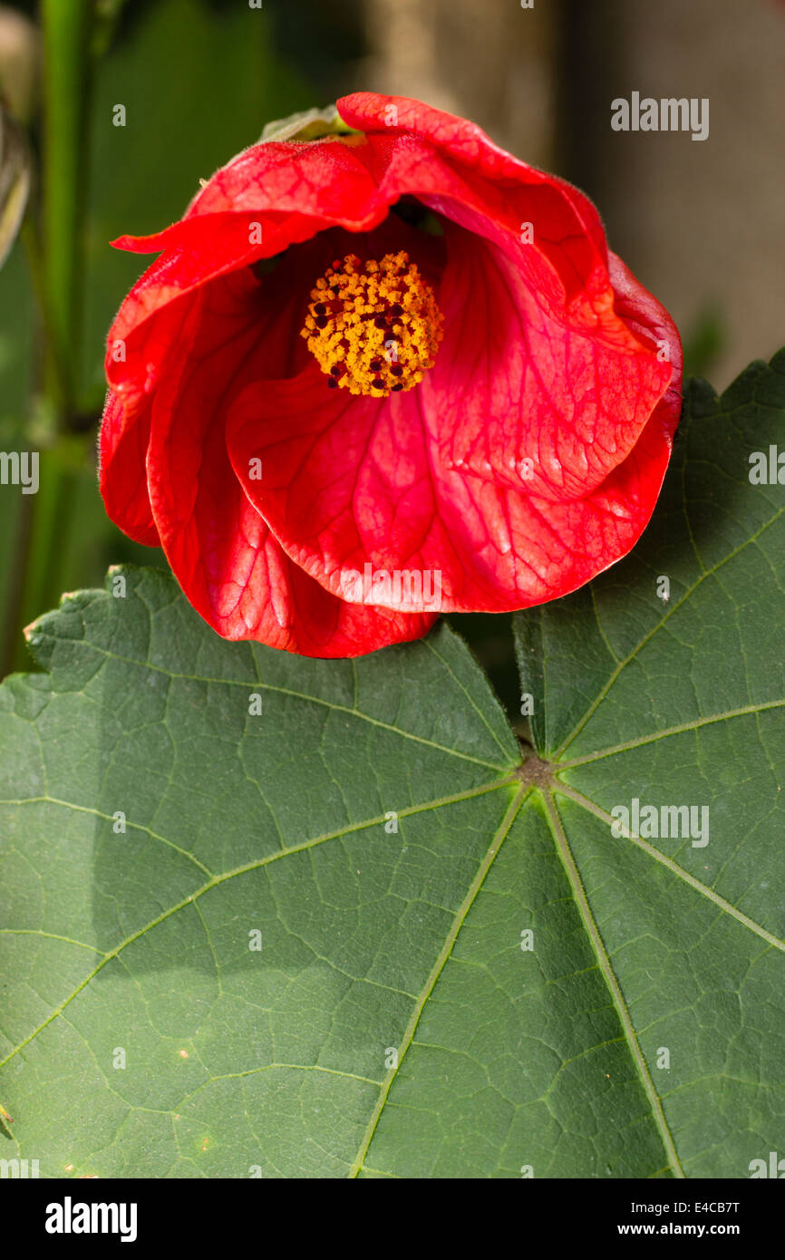 Red bell flower of the flowering maple, Abutilon 'Ashford Red' Stock Photo