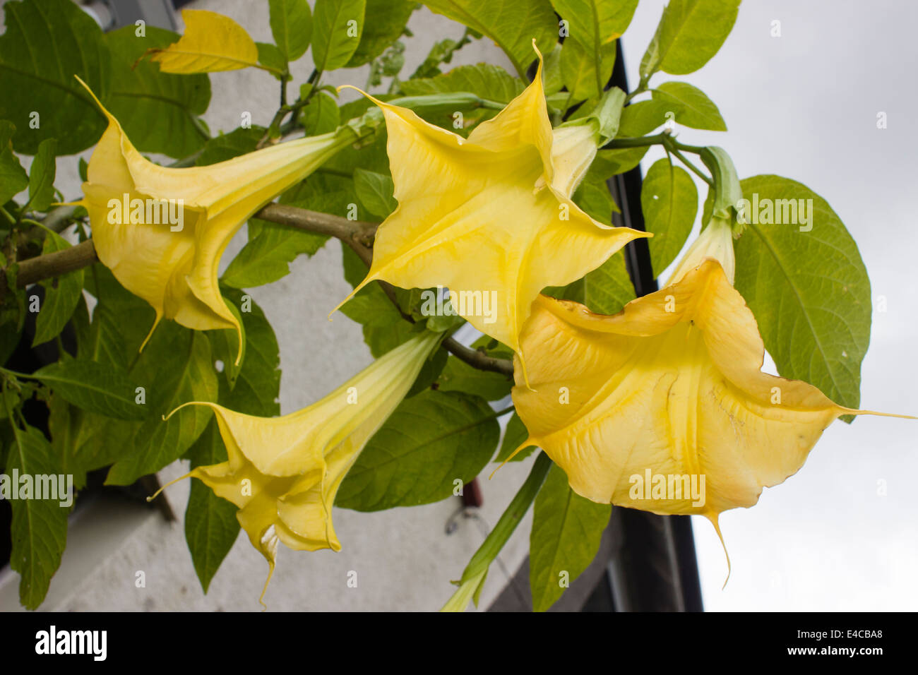 Looking up into the flowers of the Angel's Trumpet, Brugmansia aurea Stock Photo