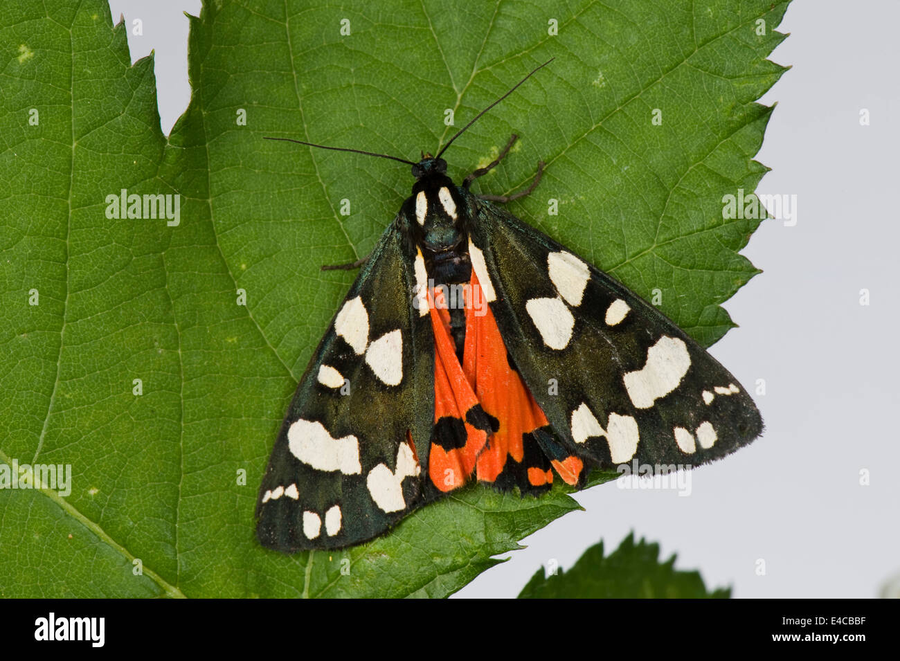 A female scarlet tiger moth, Callimorpha dominula, with wings slightly open showing a little of her red underwing Stock Photo