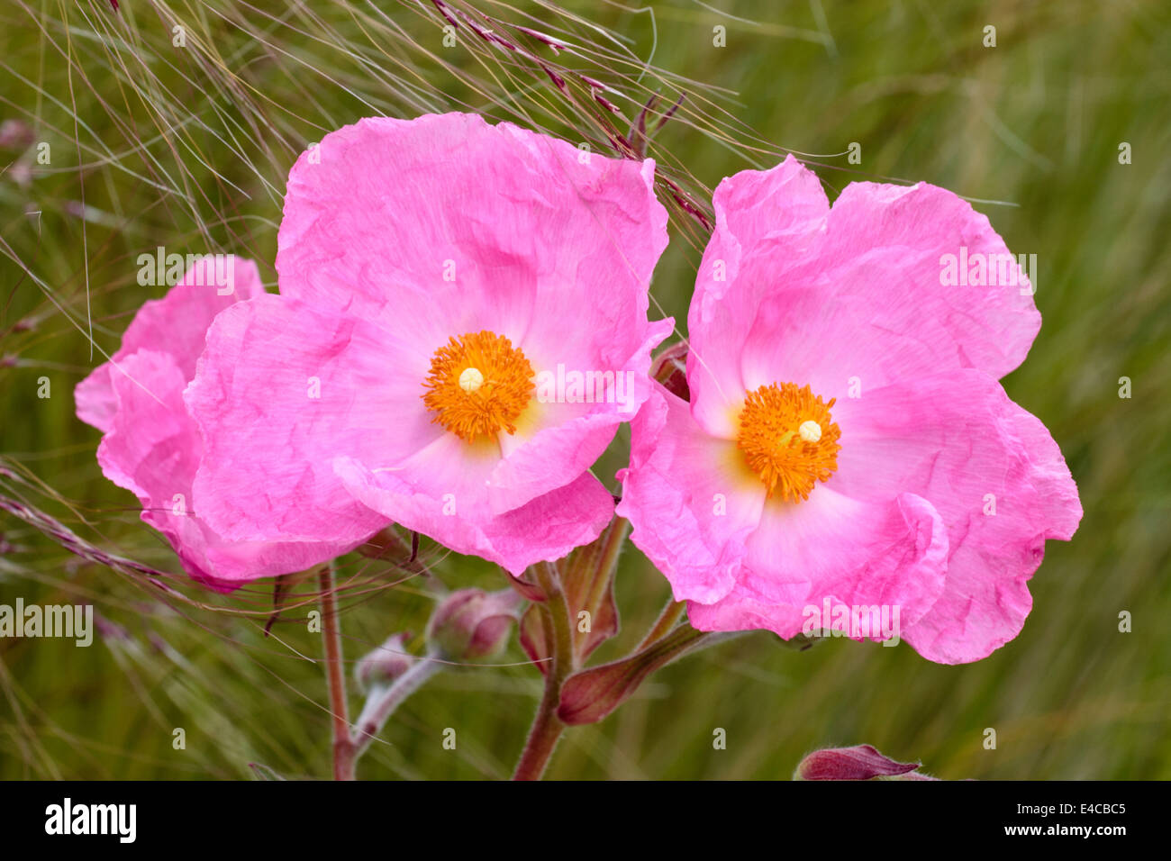 Flowers of the sun rose, Cistus x argenteus 'Silver Pink' Stock Photo