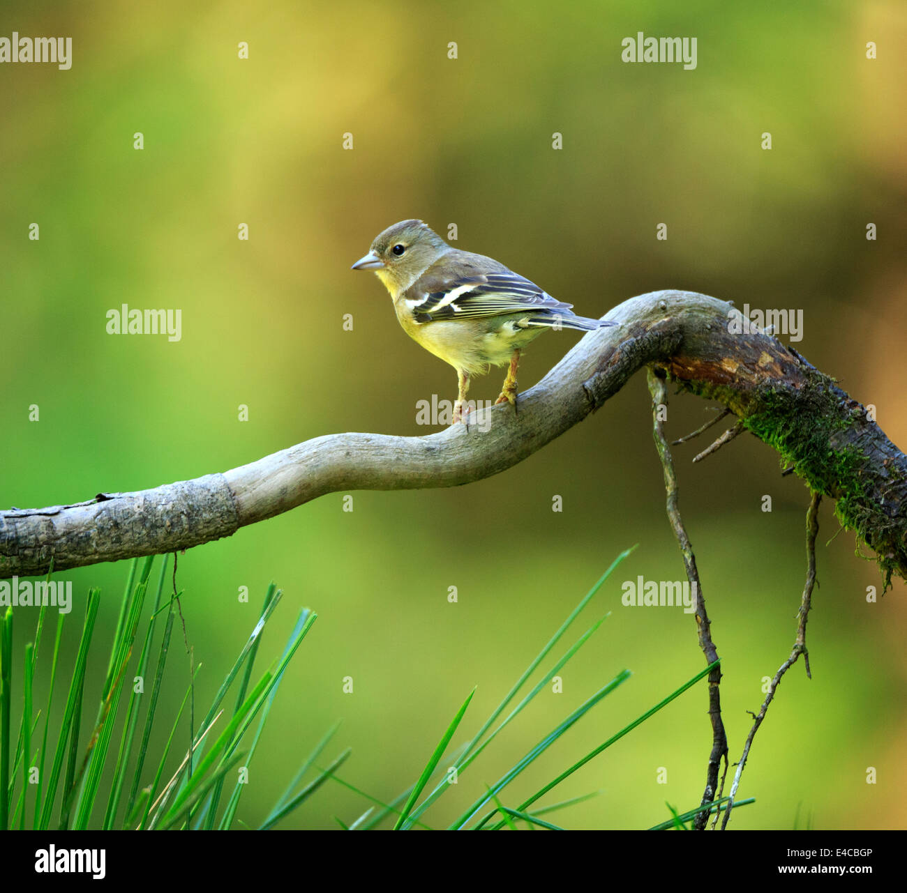 Blue Tit, Parus caeruleus, juvenile Stock Photo