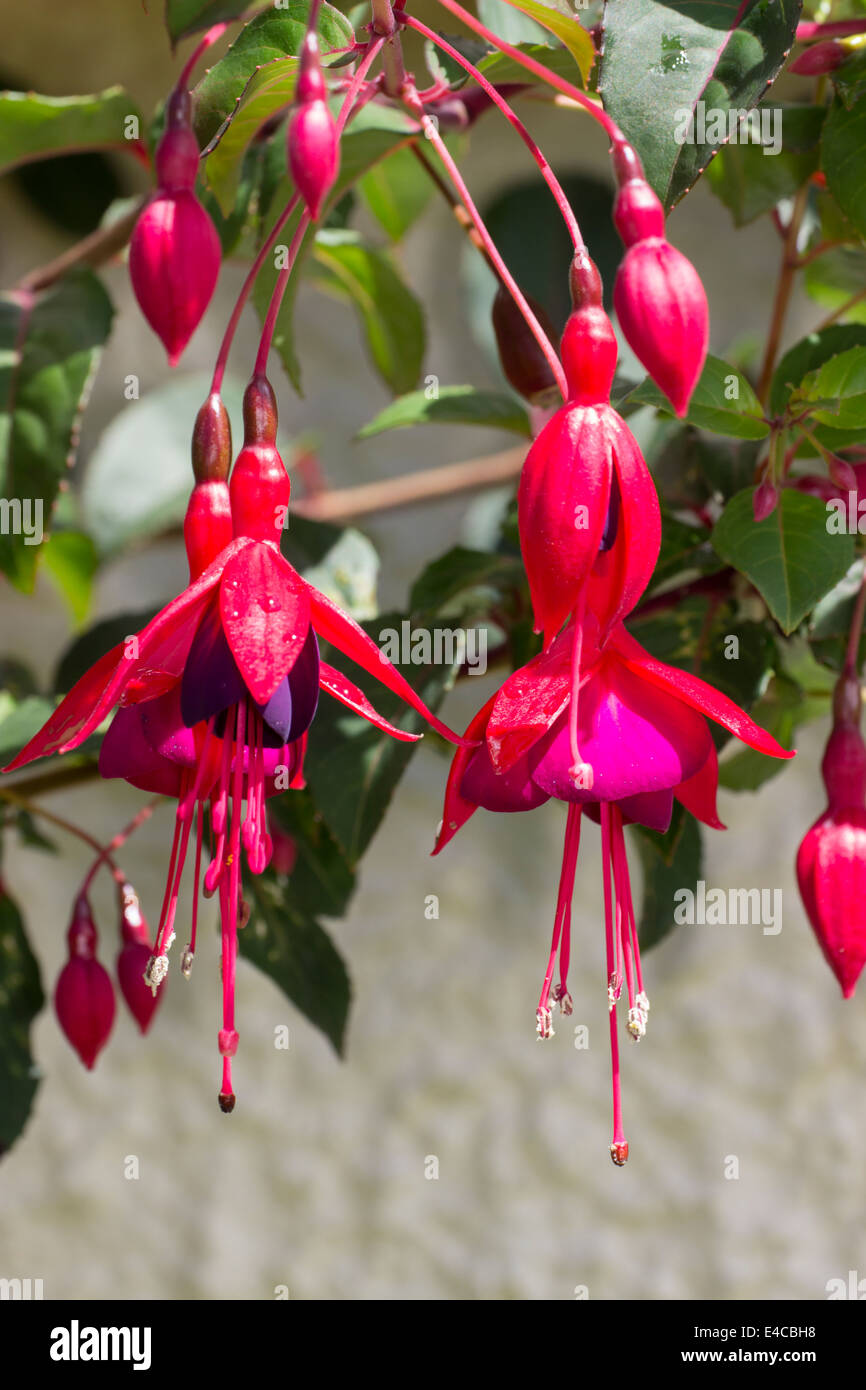 Flowers of the hardy fuchsia, 'Mrs Popple' Stock Photo