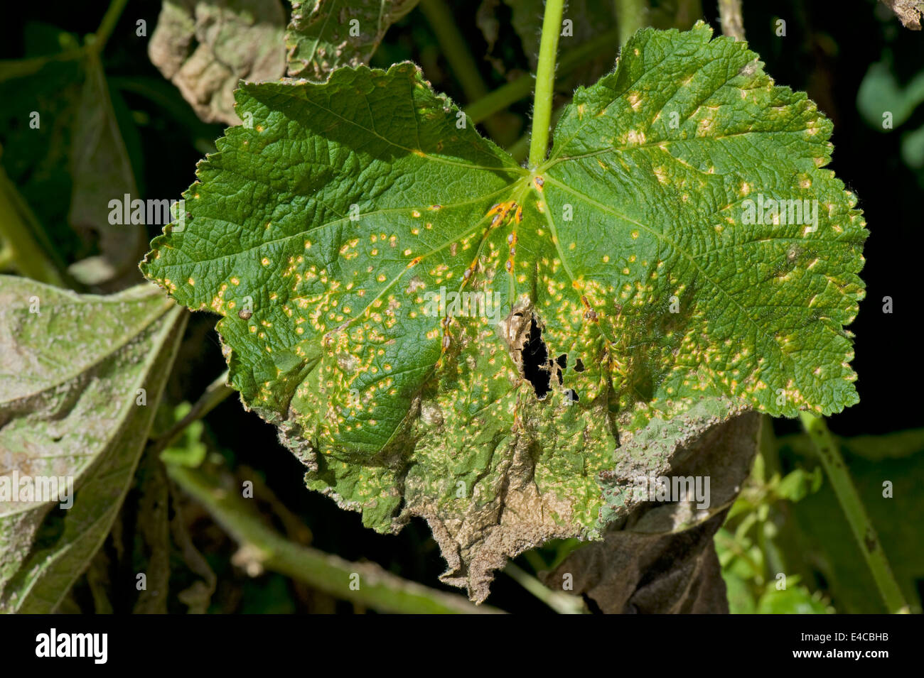Hollyhock rust, Puccinia malvacearum, severe damage anf spotting on the top surface of a hollyhock leaf Stock Photo