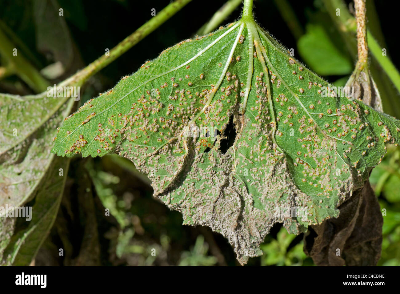 Hollyhock rust, Puccinia malvacearum, severe damage and spotting on the lower surface of a hollyhock leaf Stock Photo