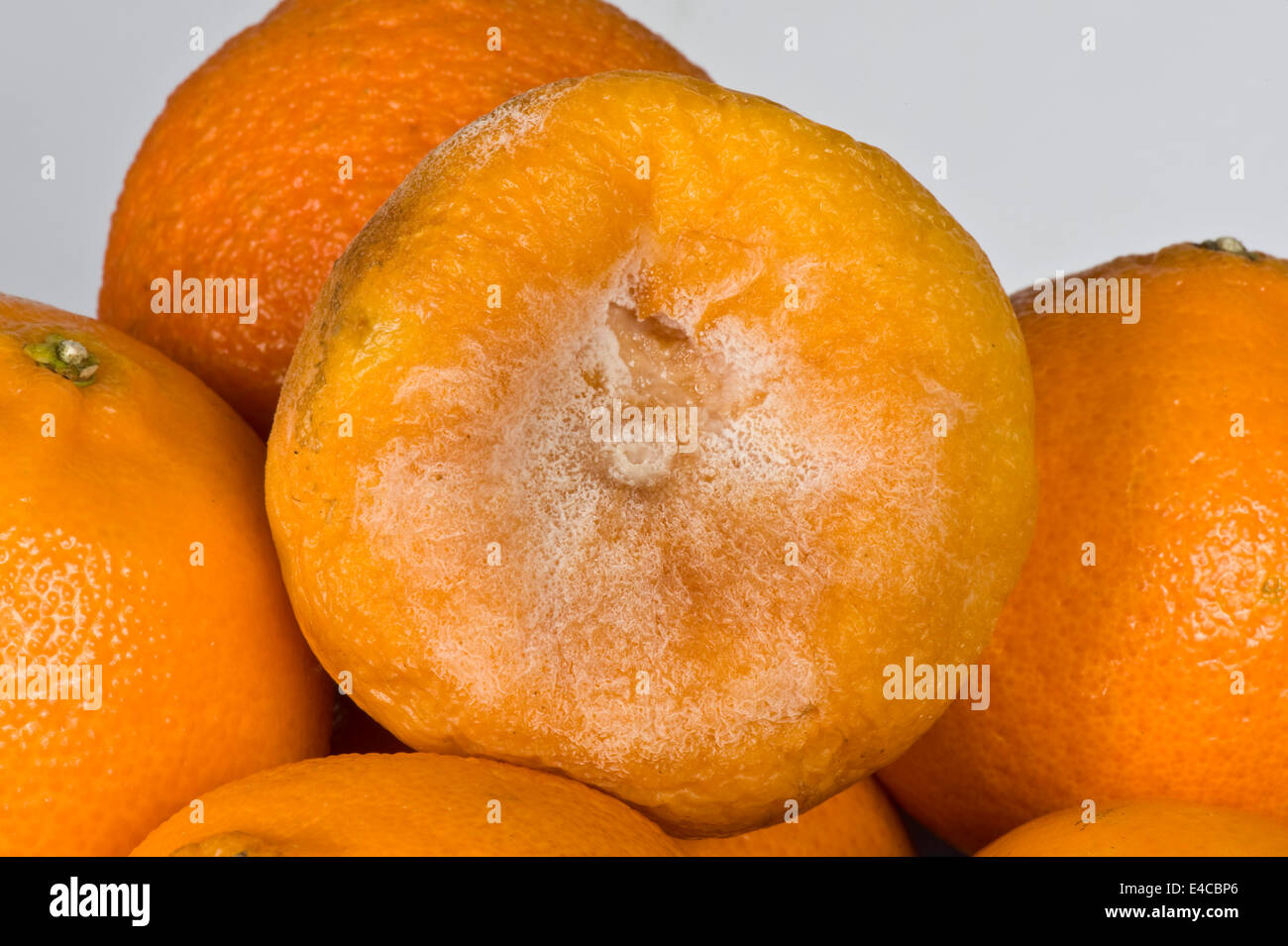 Brown rot, Phytophthora citrophthora, on a tangerine, post-harvest storage rot Stock Photo