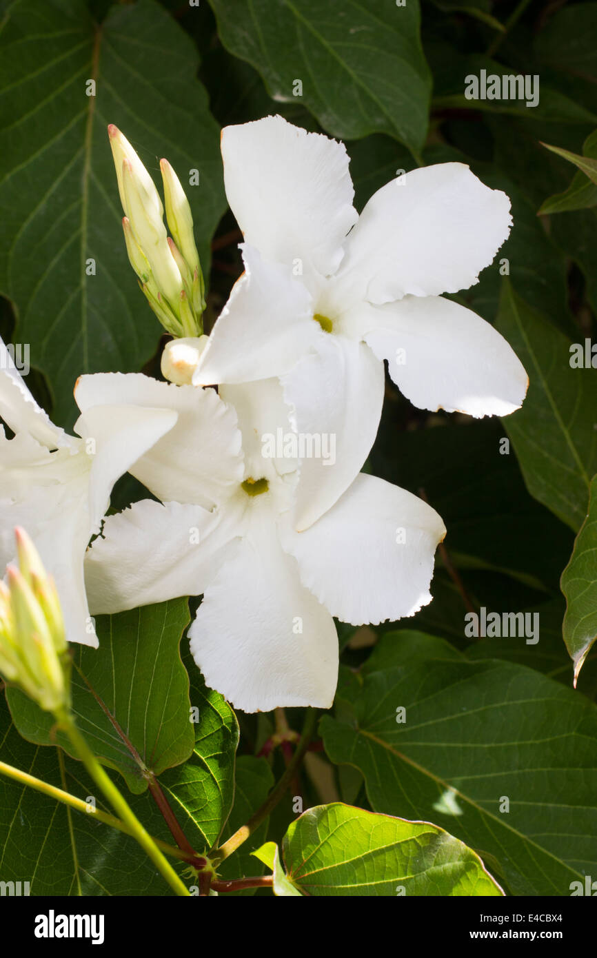 White, faintly scented flowers of the Chilean jasmine, Mandevilla laxa Stock Photo