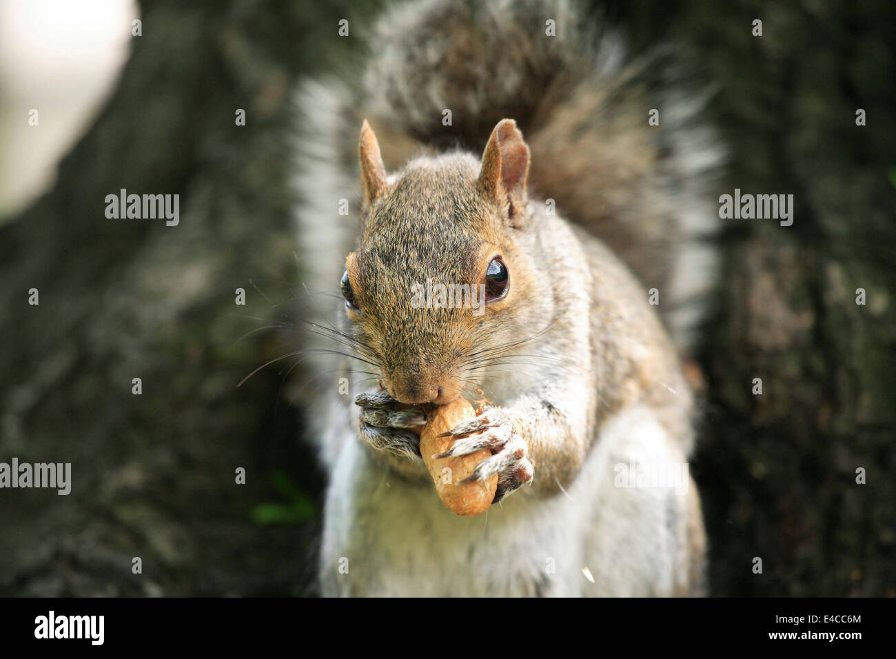 Squirrel, family of Sciuridae or rodent eating nut.  Stock Photo