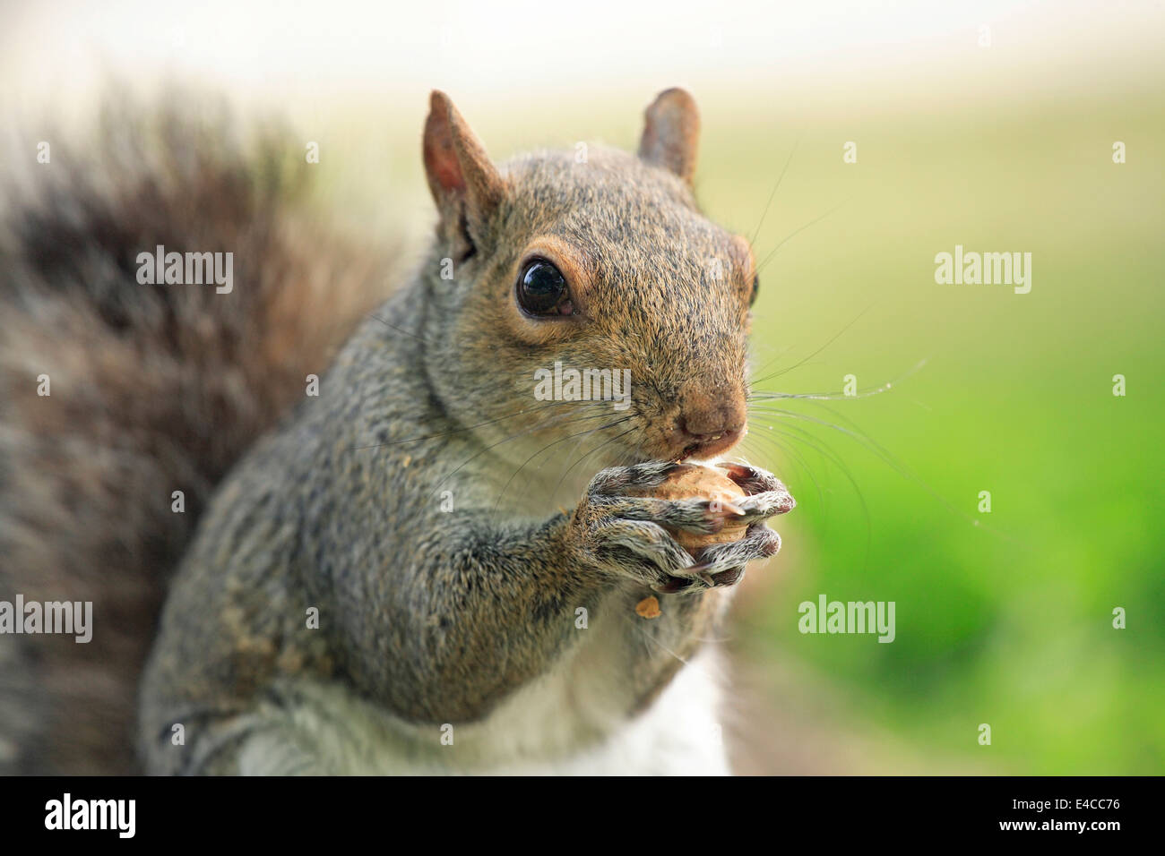 Squirrel, from the Sciuridae family of rodent eating nut.  Stock Photo