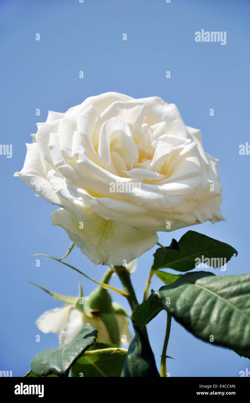 Beautiful white rose on blue Stock Photo - Alamy