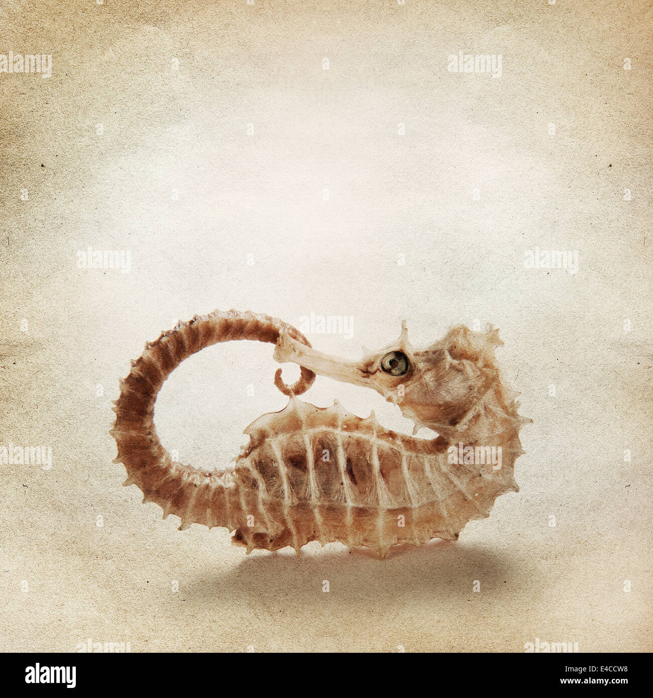 Vintage background with sea horse Stock Photo