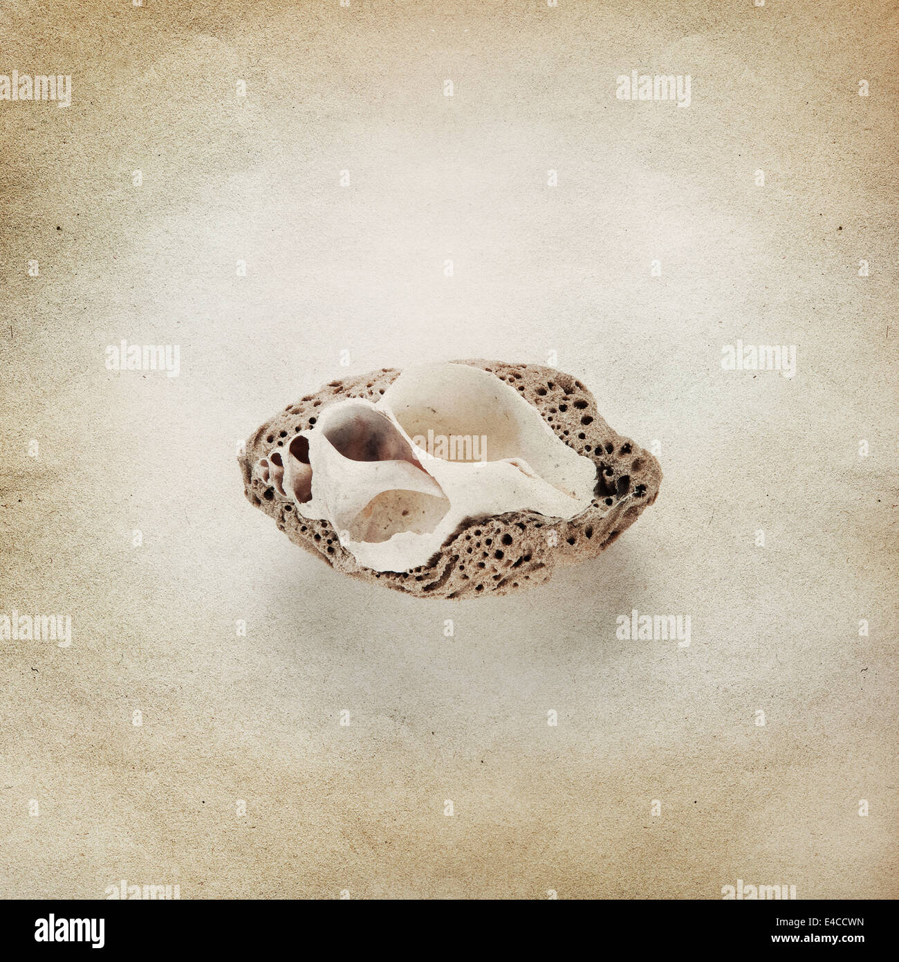 Vintage background with sea shell Stock Photo - Alamy