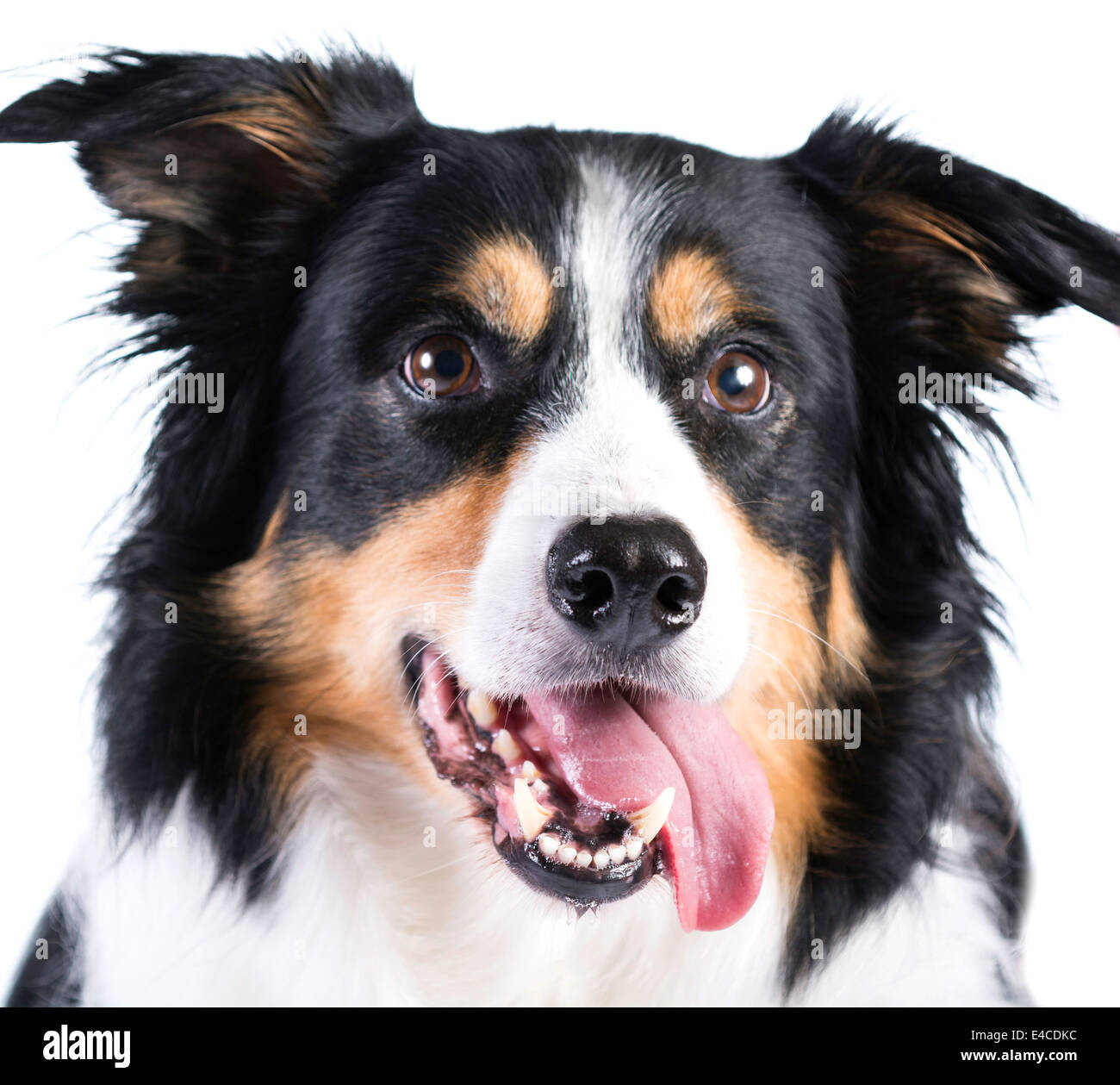 Border Collie Dog photographed in Studio with tongue out. Stock Photo
