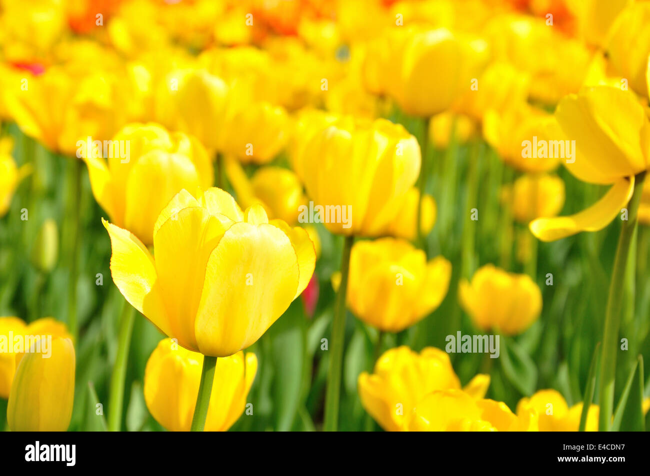 Beautiful yellow tulips in the flower bed Stock Photo - Alamy